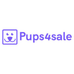 MALTESE Puppy PURE BRED x 1Male14 weeks old. PRICE REDUCED