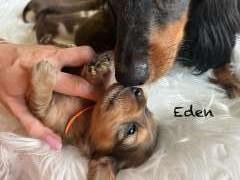 Longhaired miniature dachshund puppies