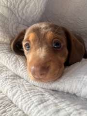 *PRICE REDUCED* Choc and Tan Female - Short Haired