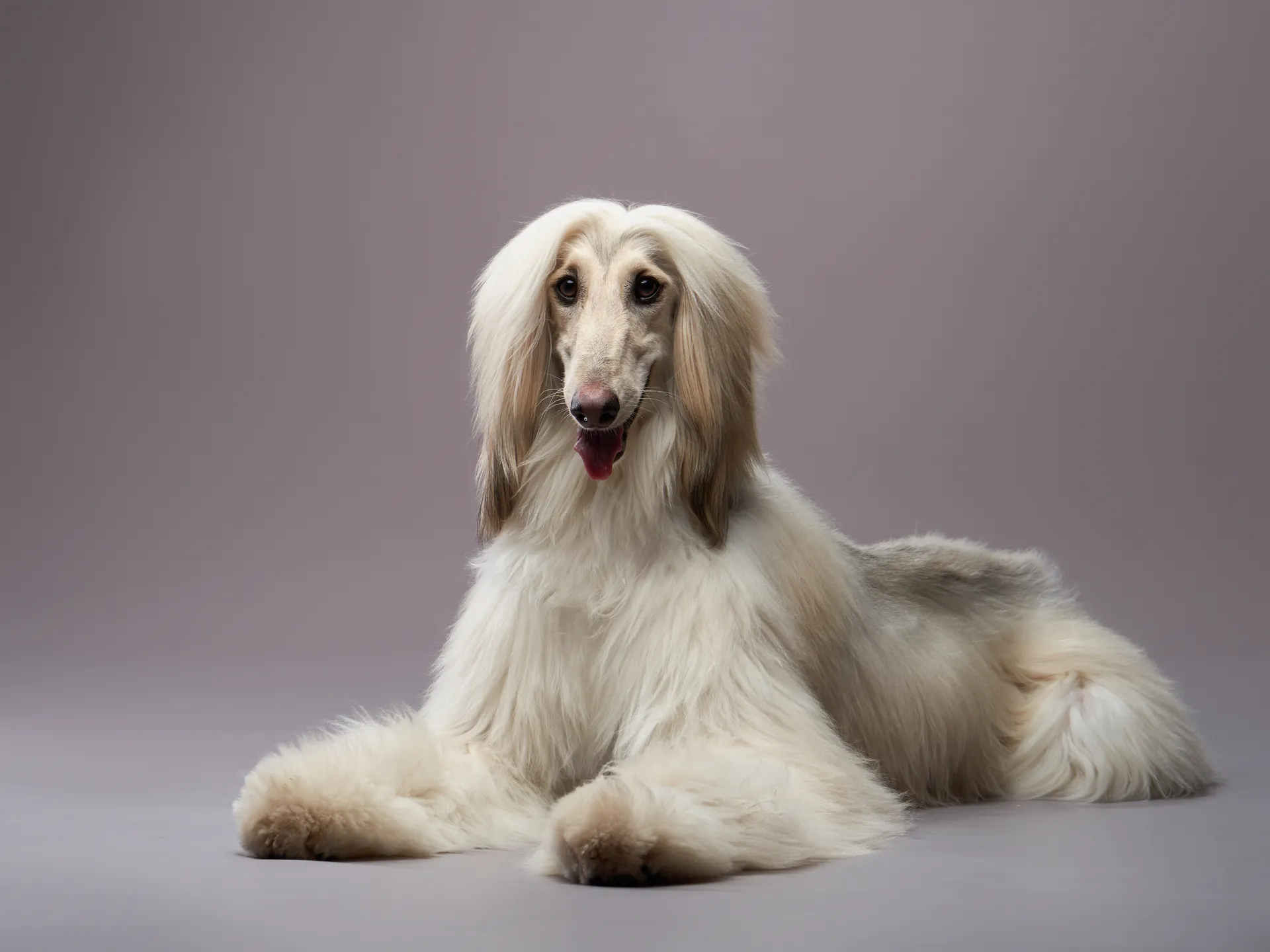 Breed image 1