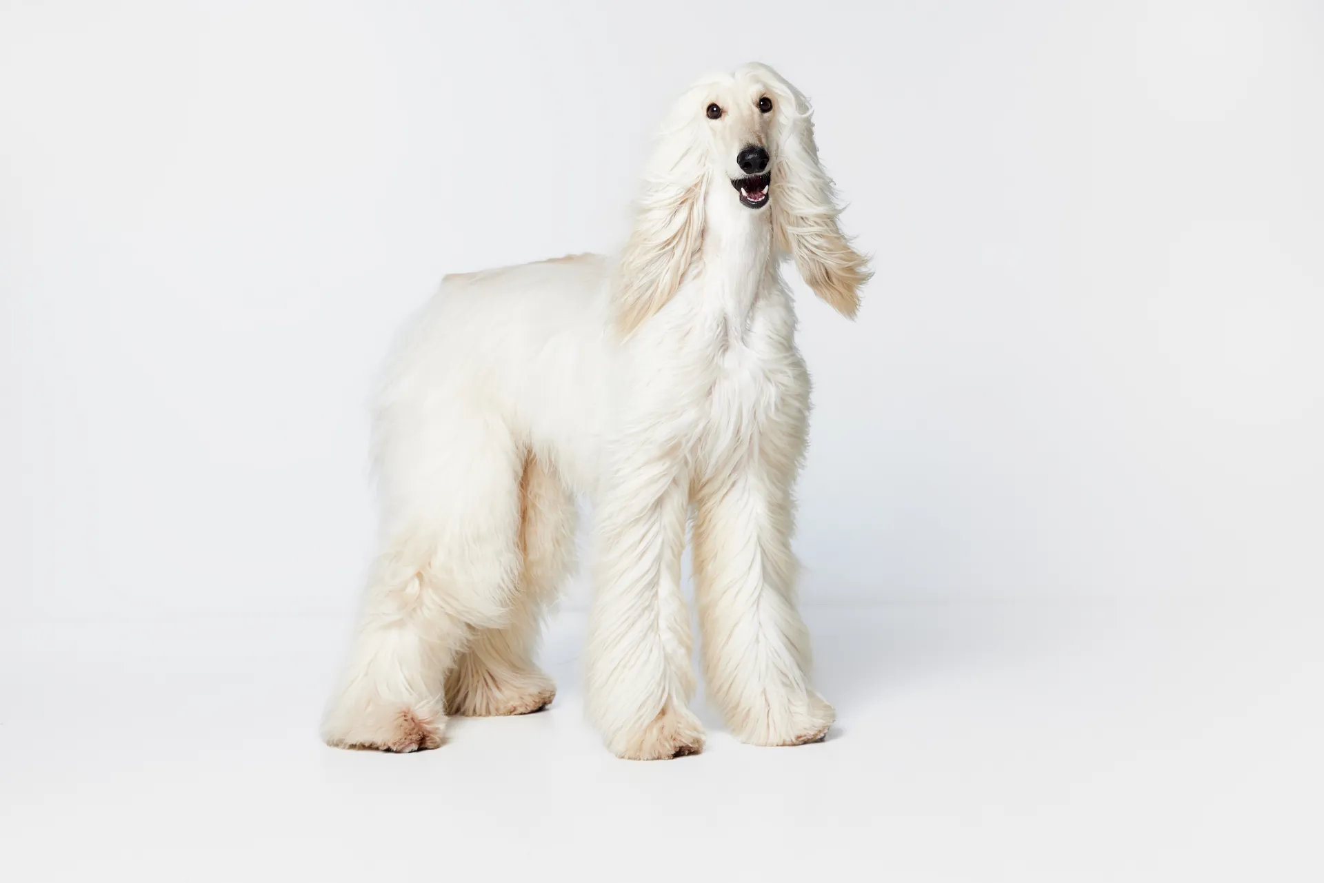Breed image 2