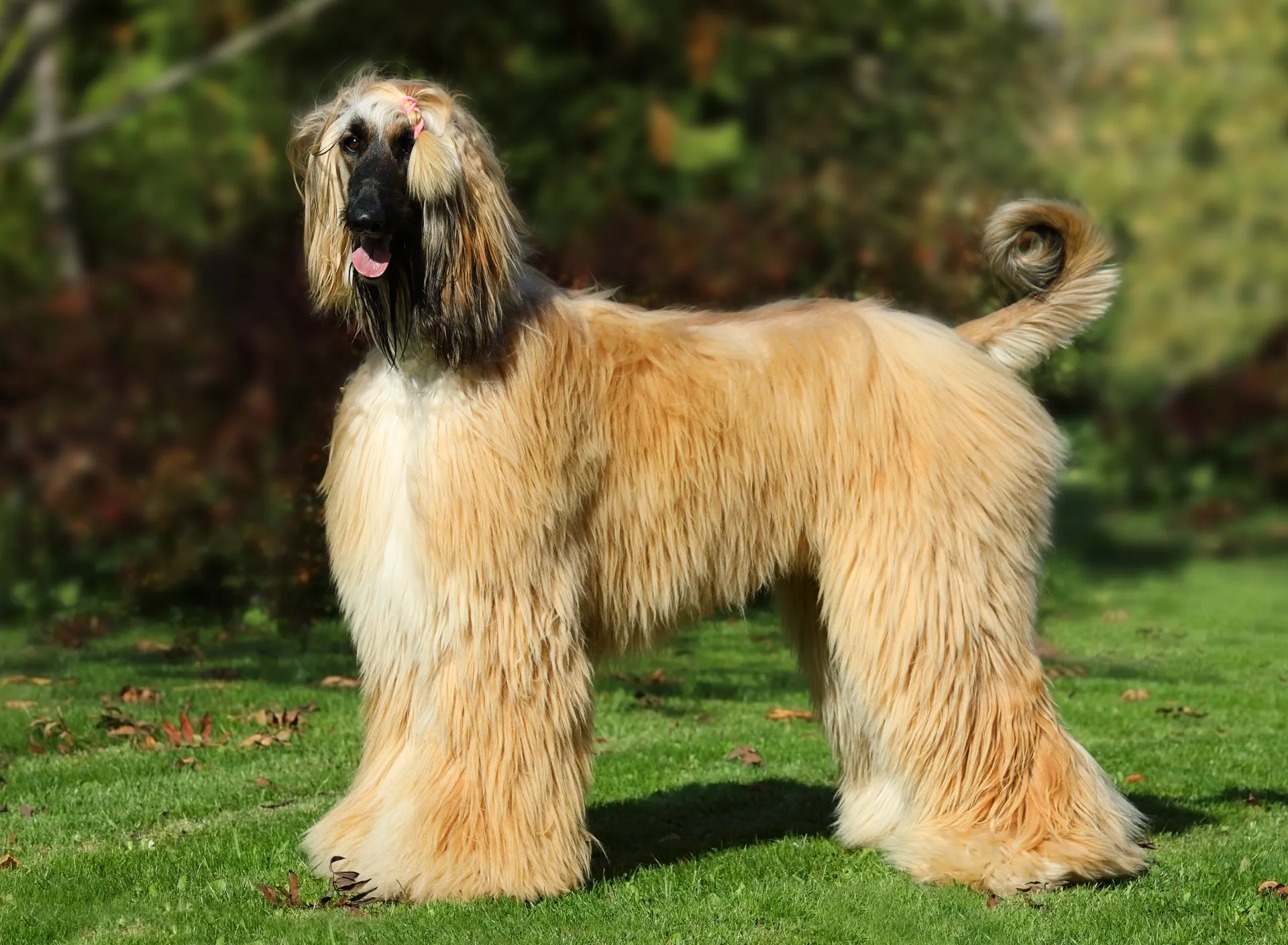 Breed image 4