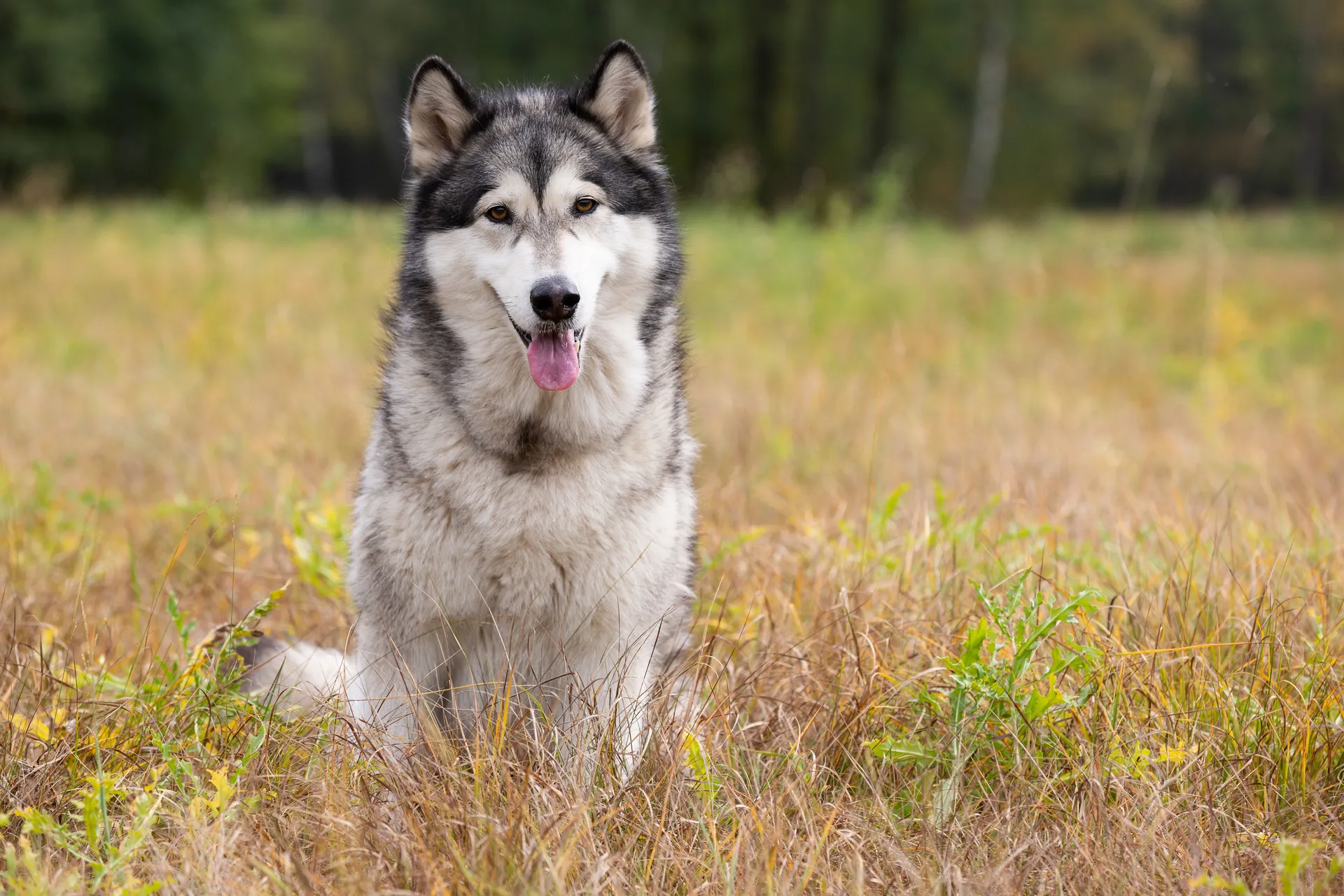 Breed image 1