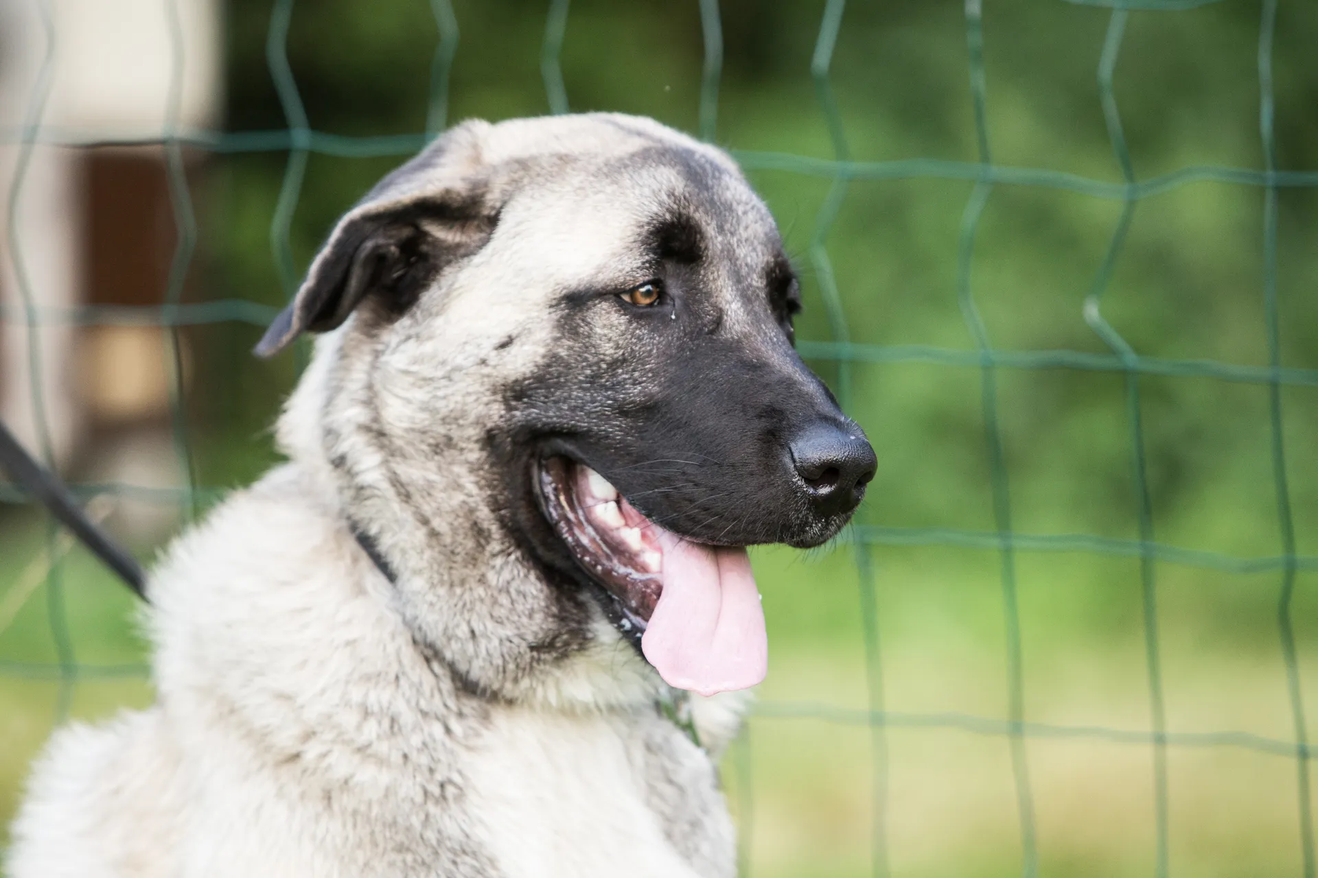 Breed image 2