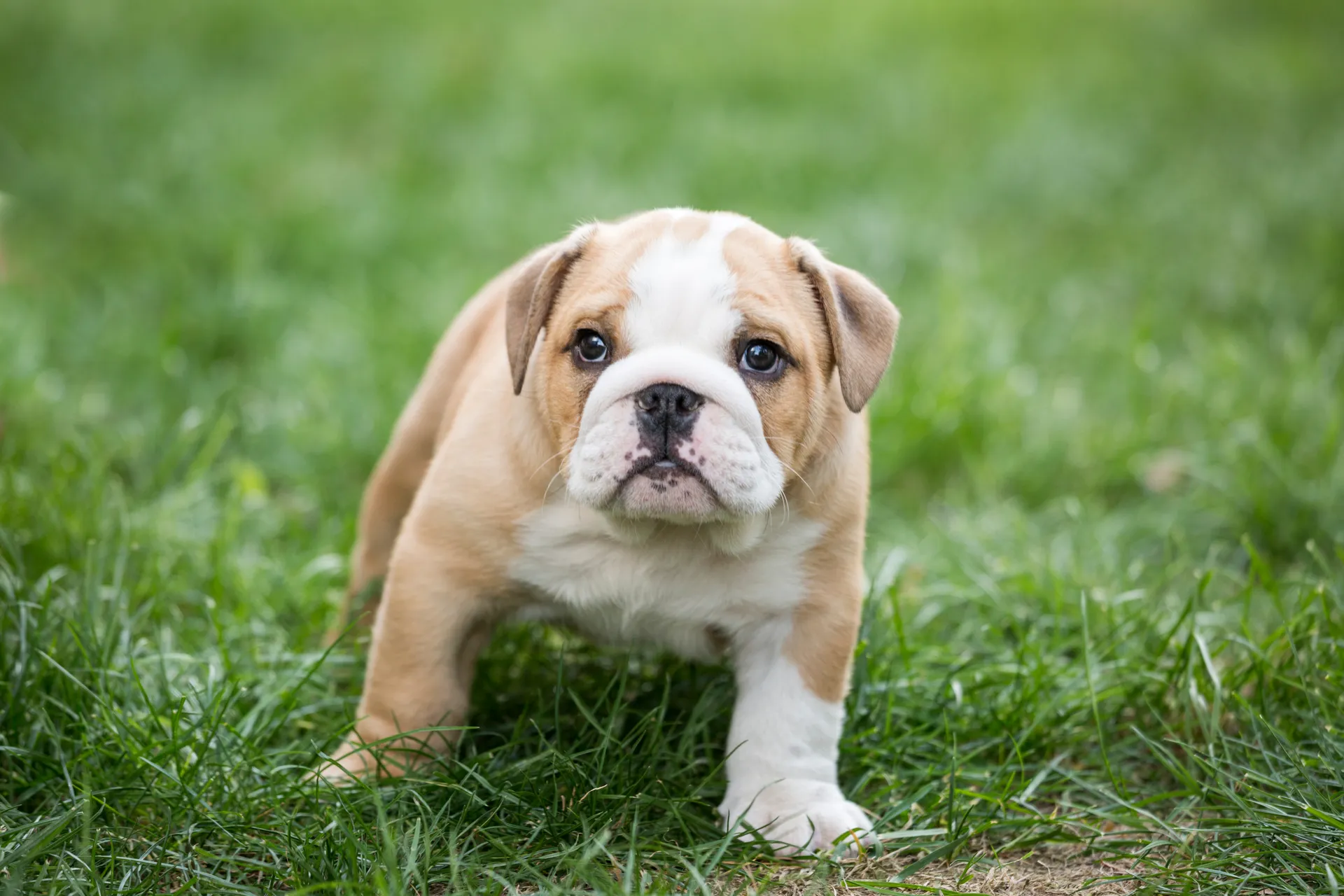 Breed image 3