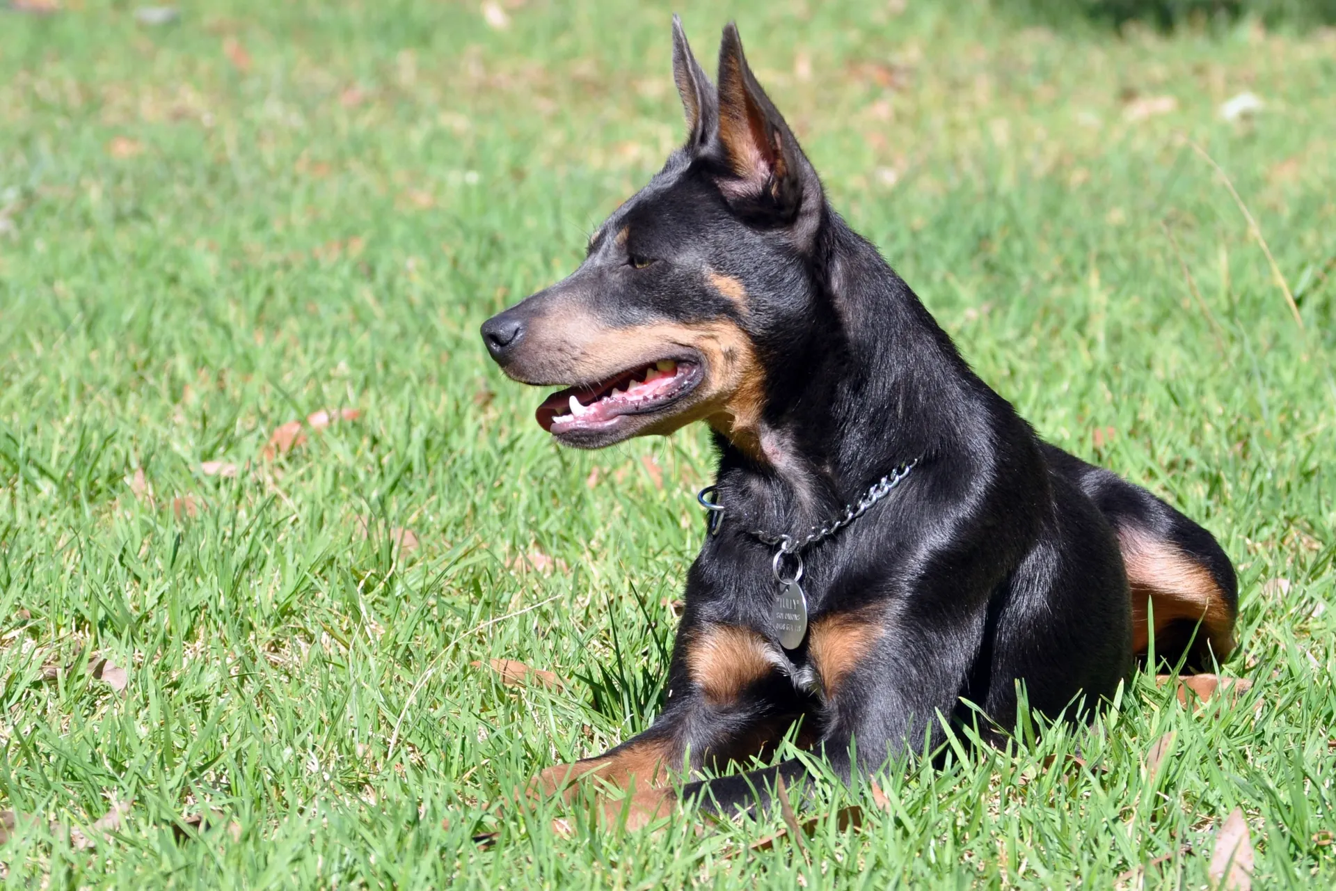 Breed image 1