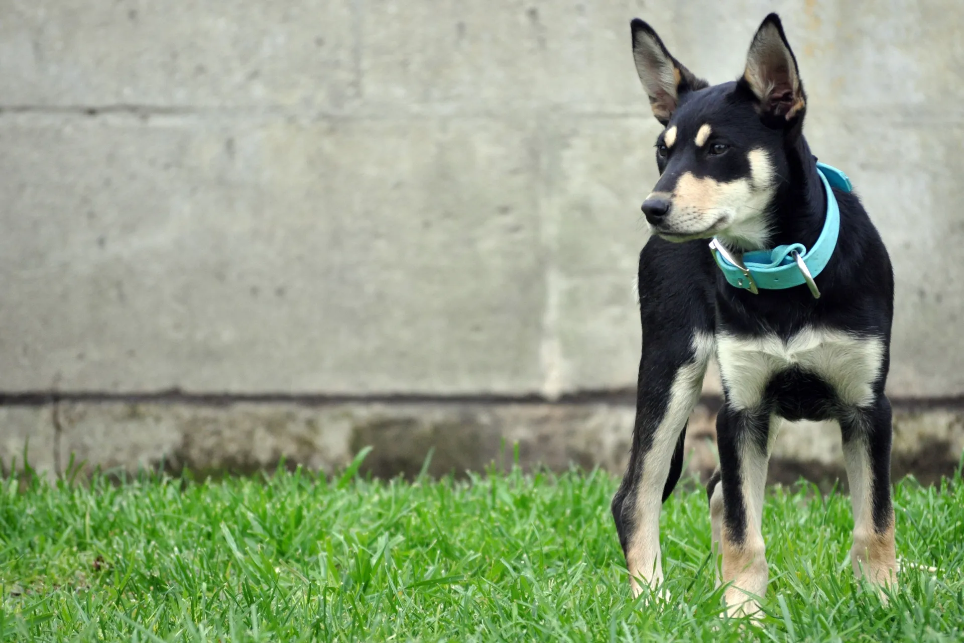 Breed image 3