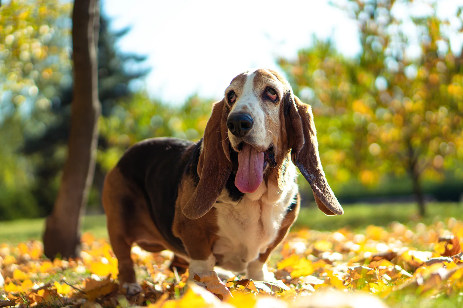 Breed image 2