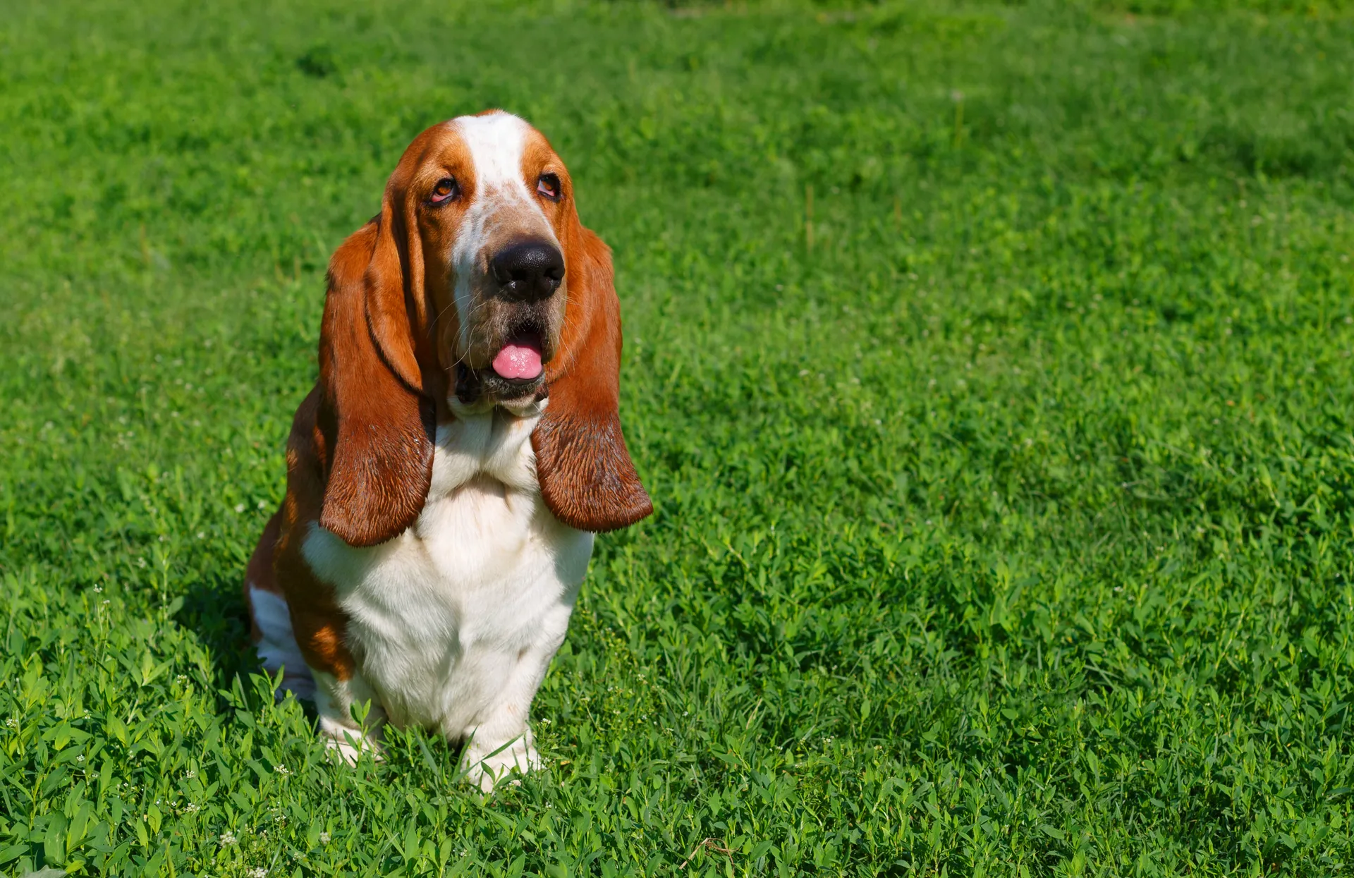 Breed image 3