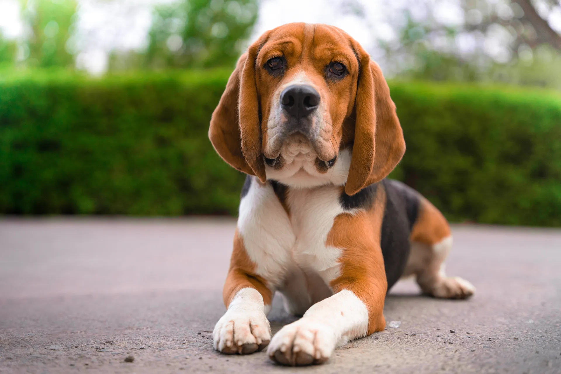 Breed image 1