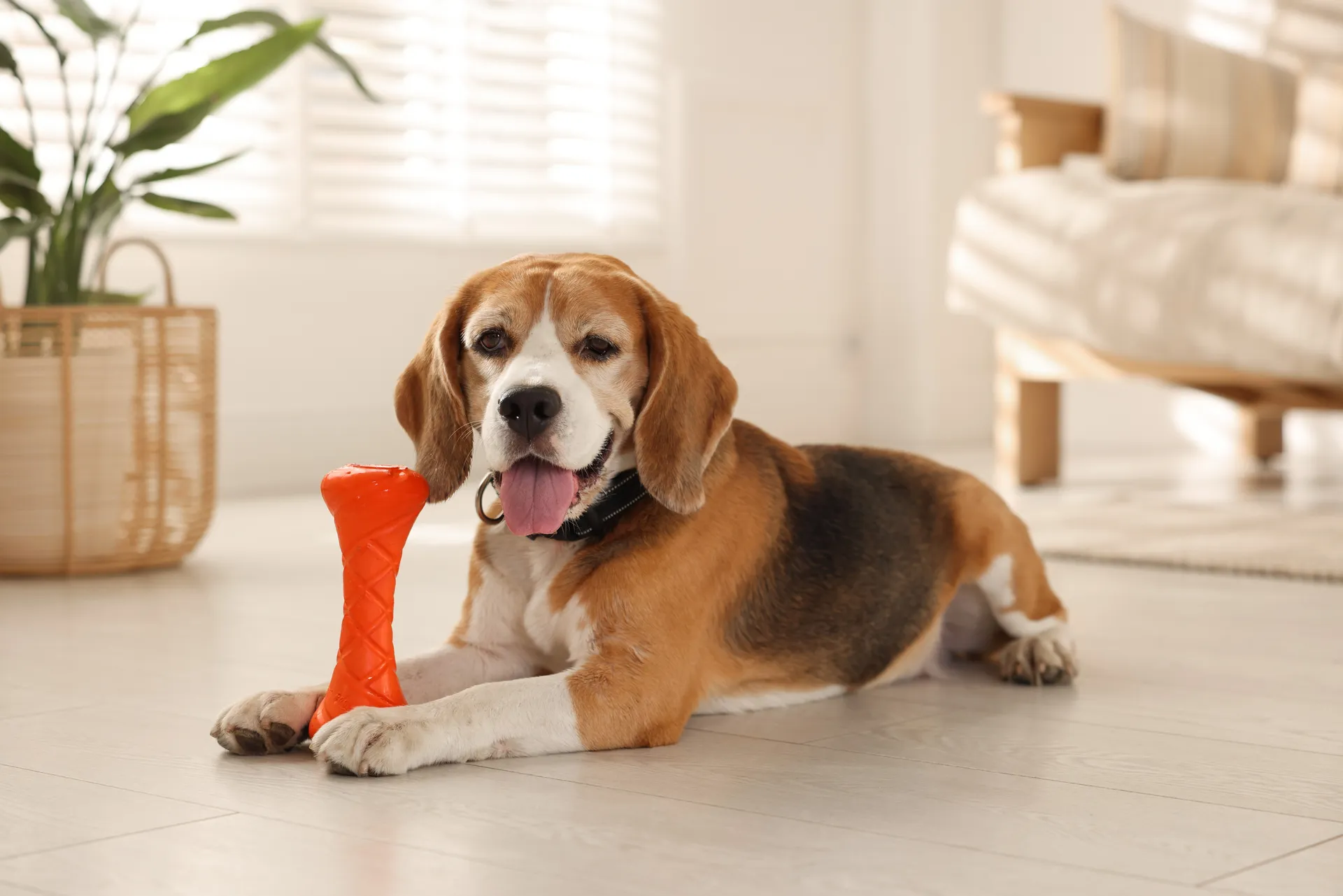 Breed image 5