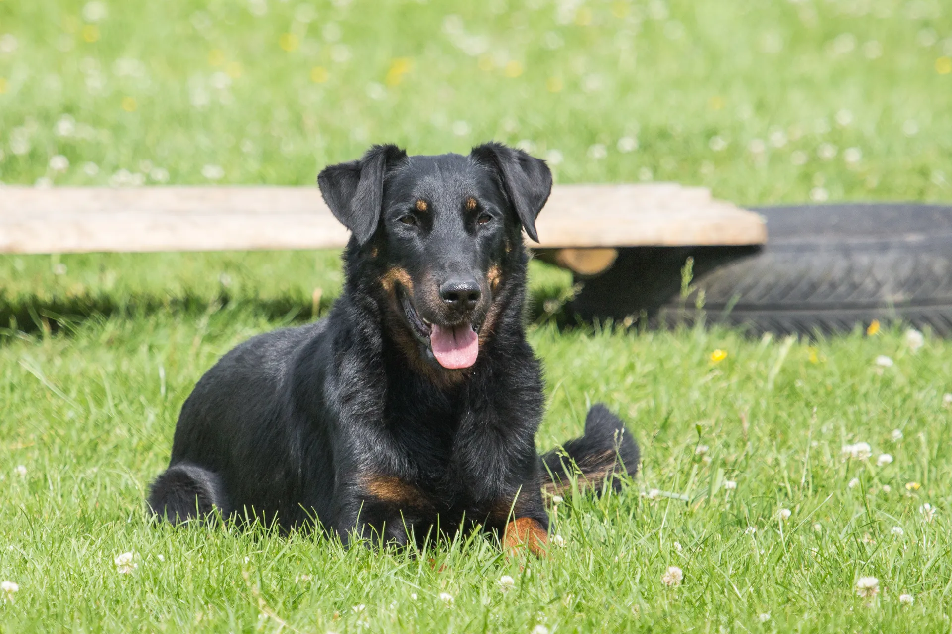 Breed image 1