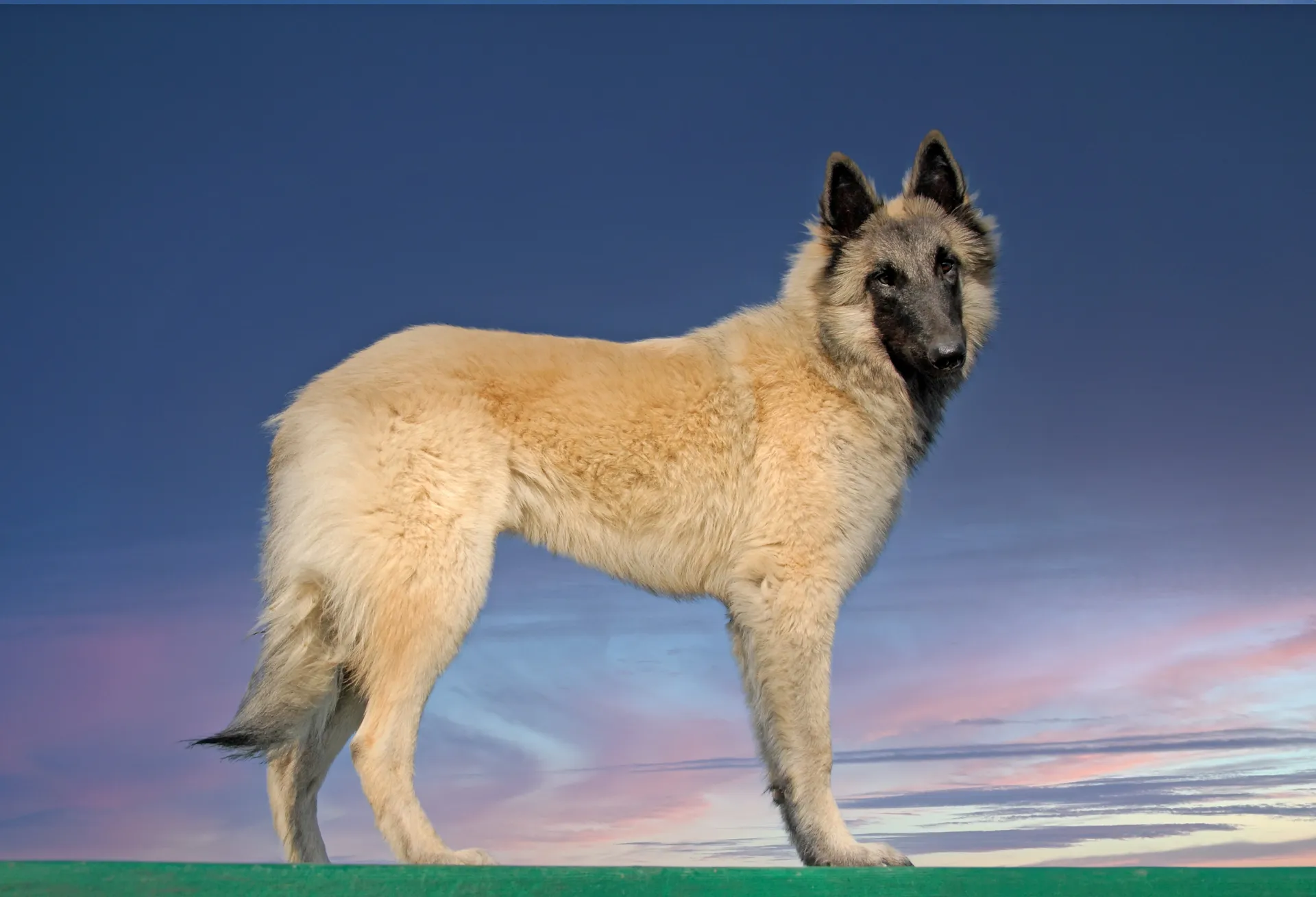 Breed image 2
