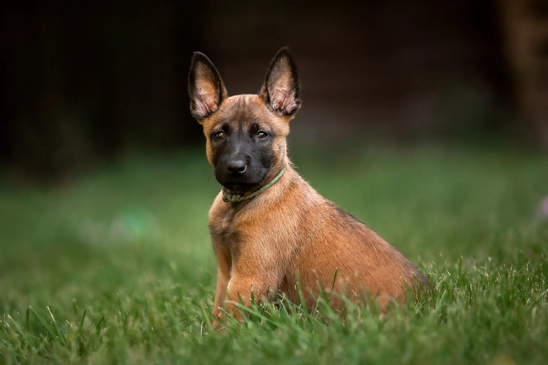 Breed image 3