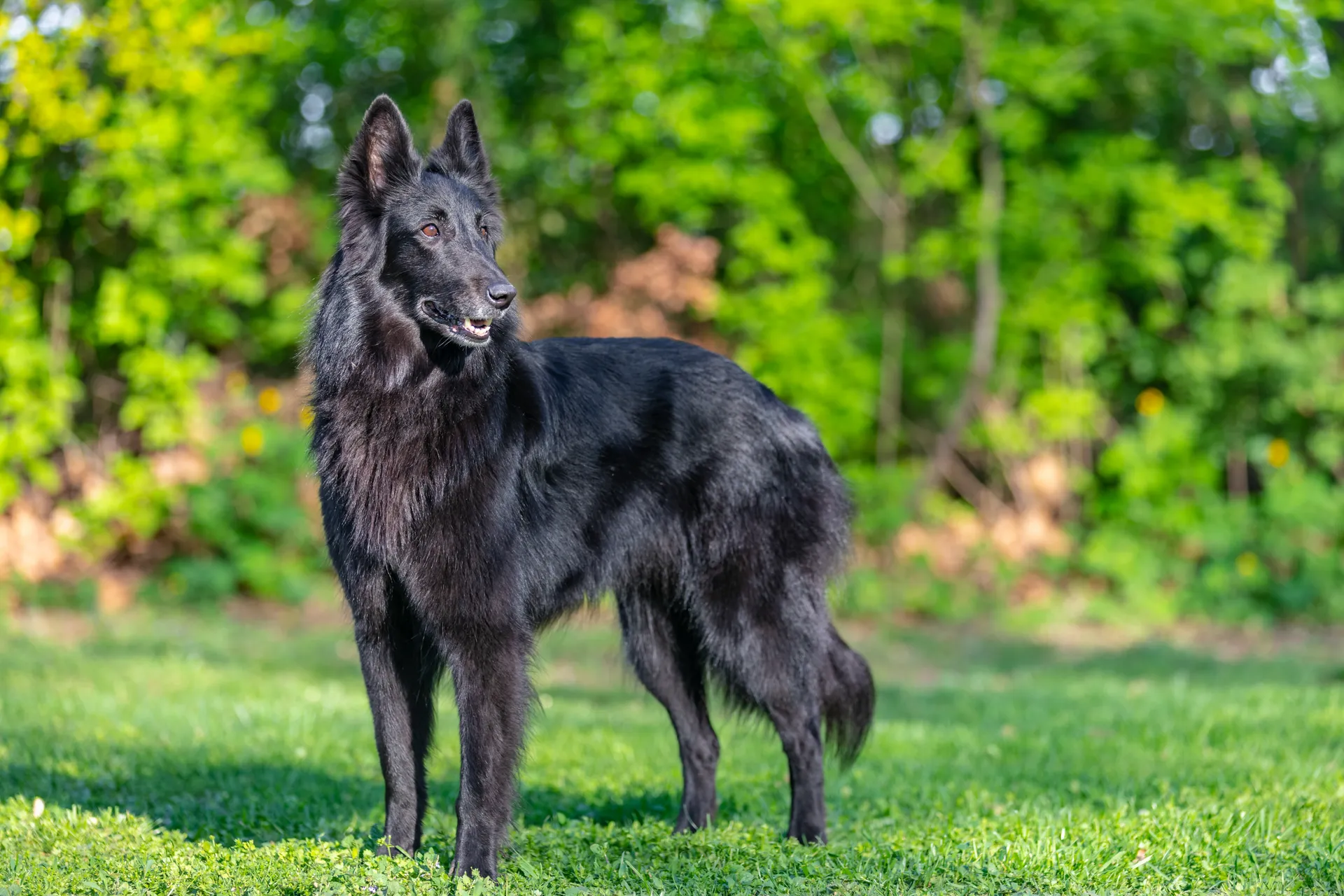 Breed image 5