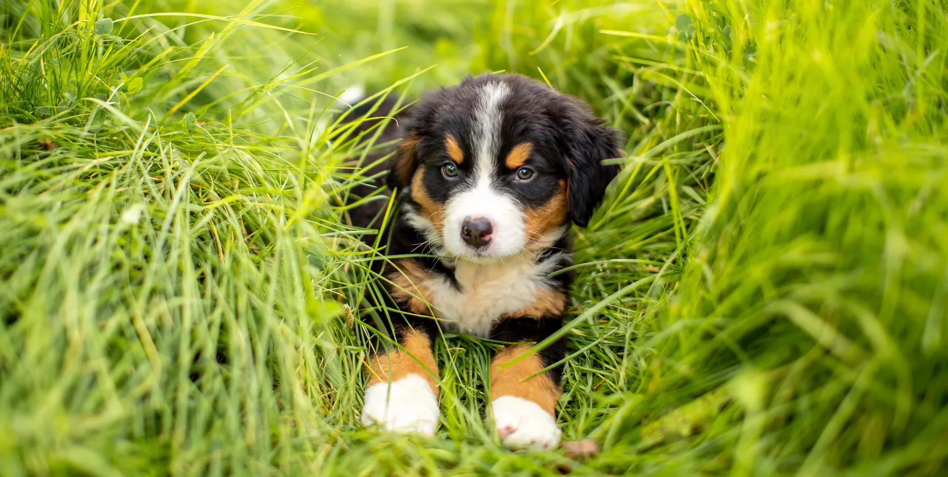 Breed image 3