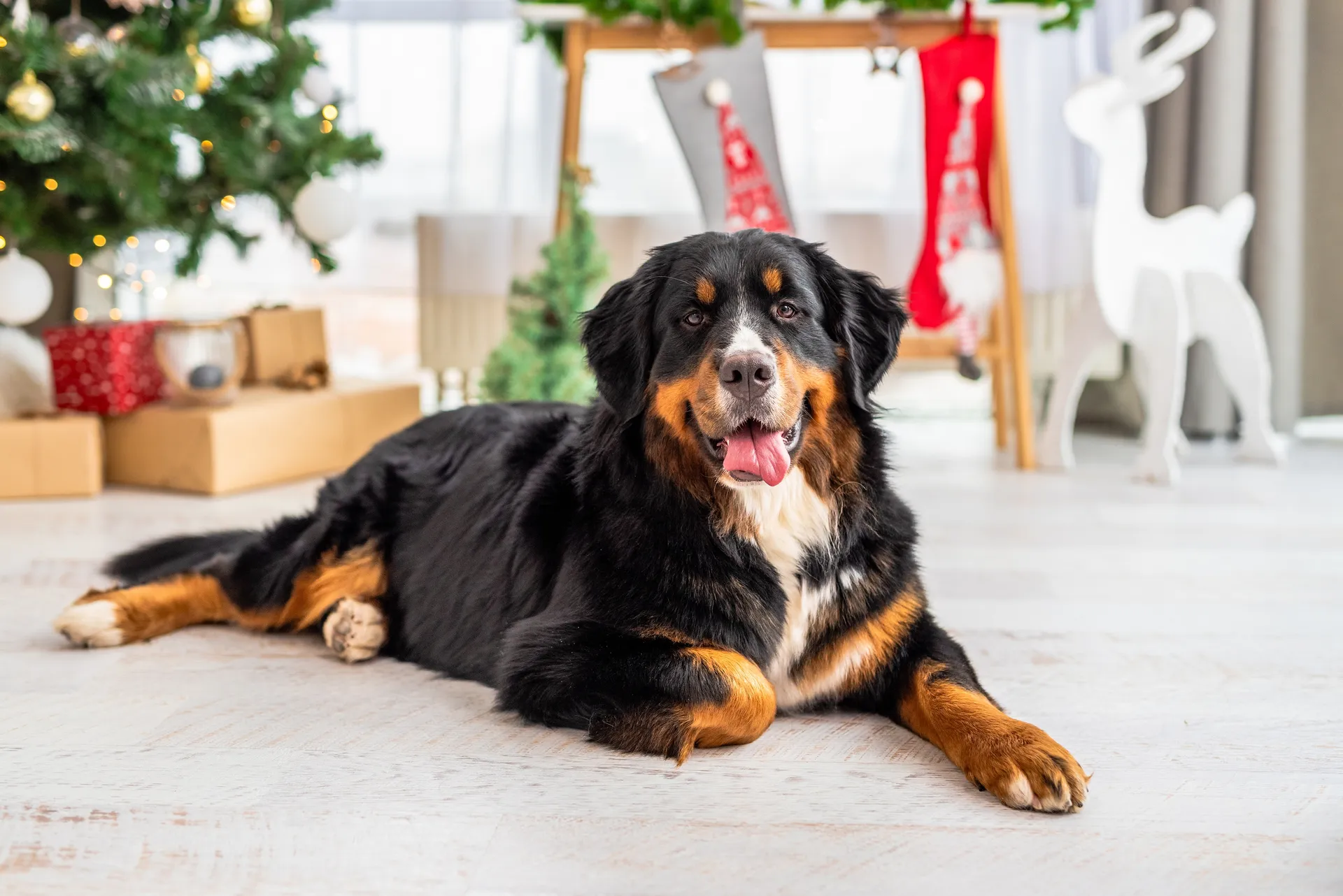 Breed image 4