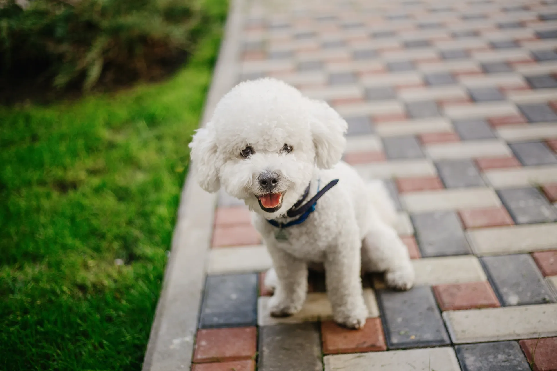 Breed image 1