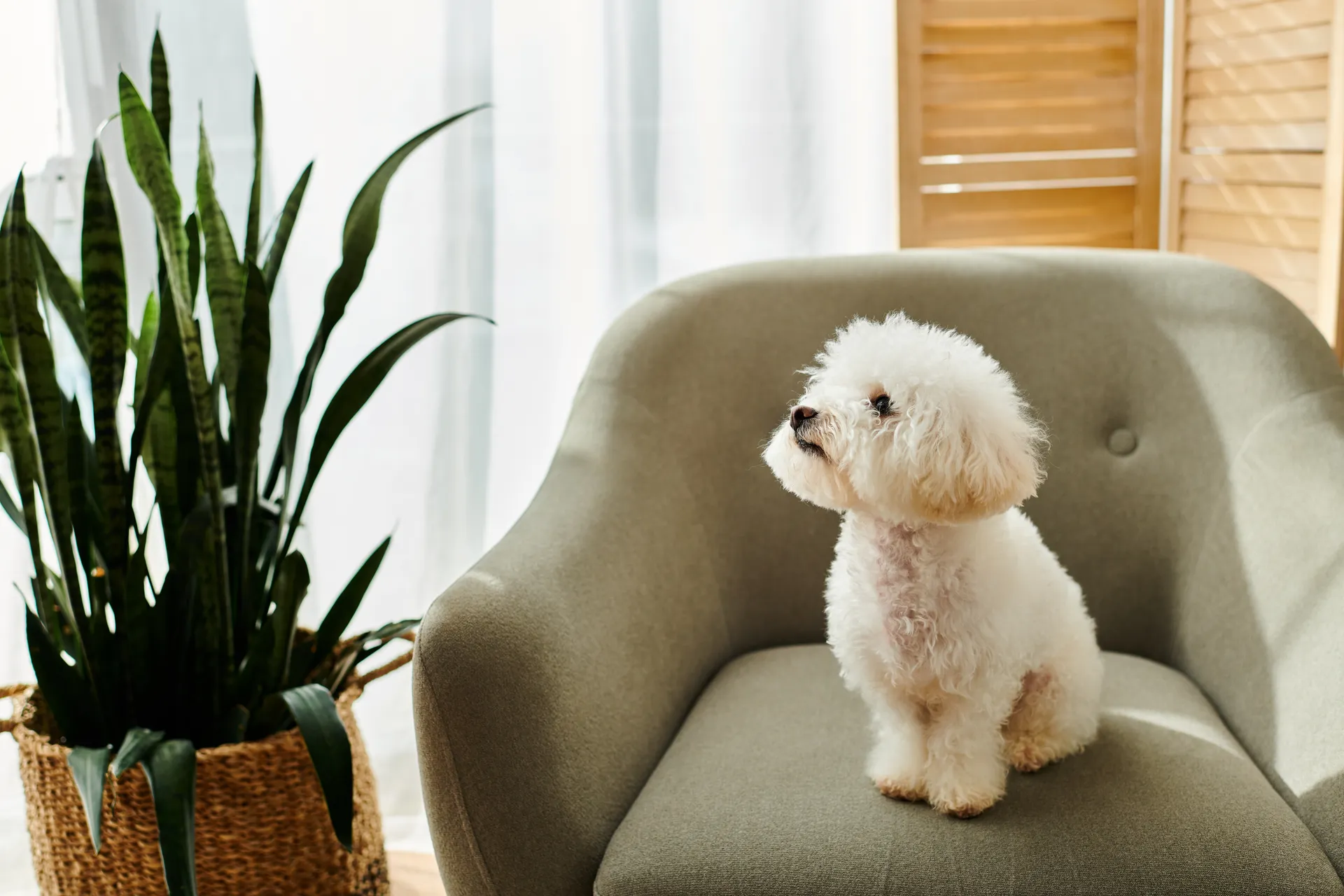 Breed image 2
