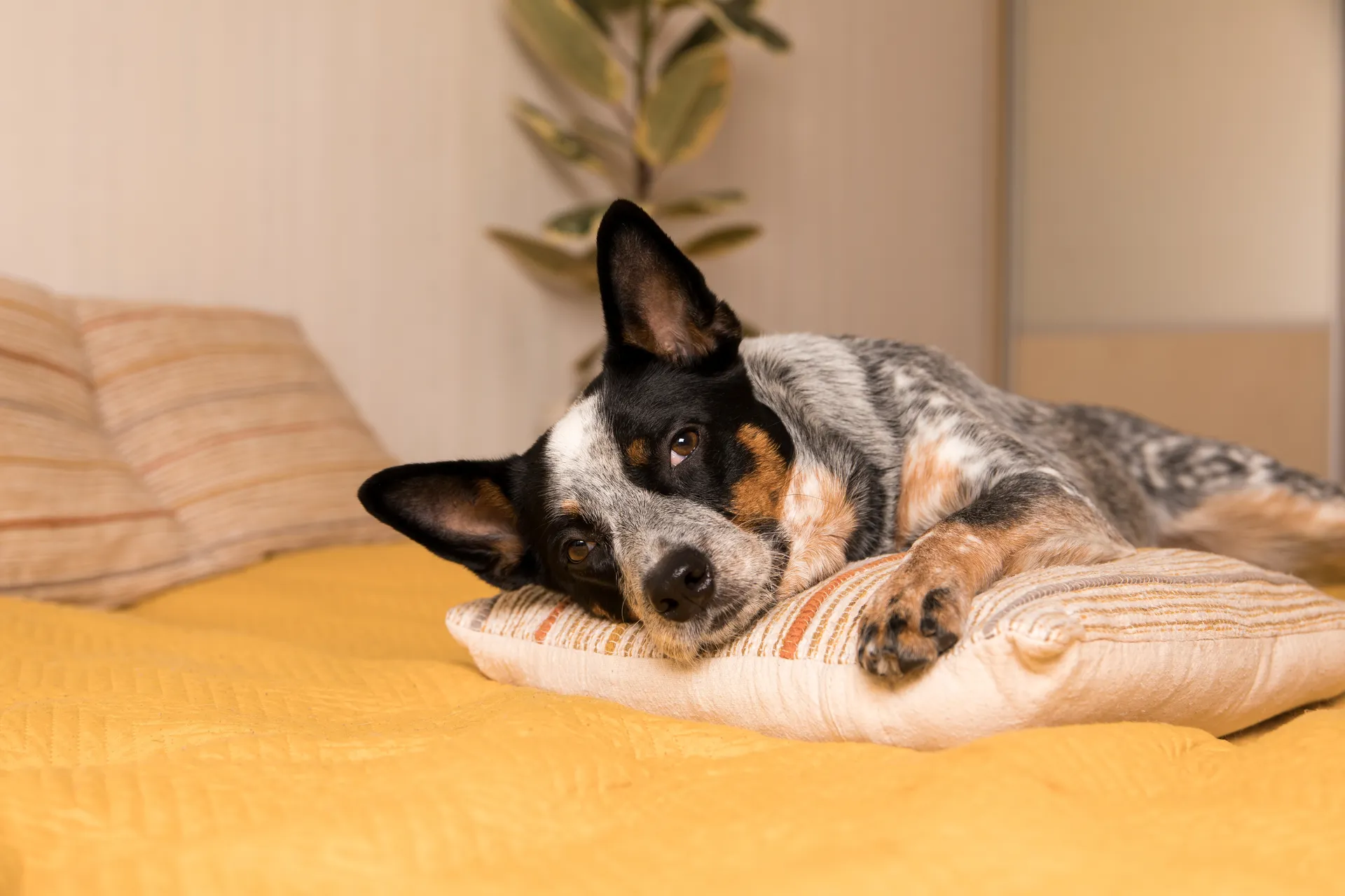 Breed image 5