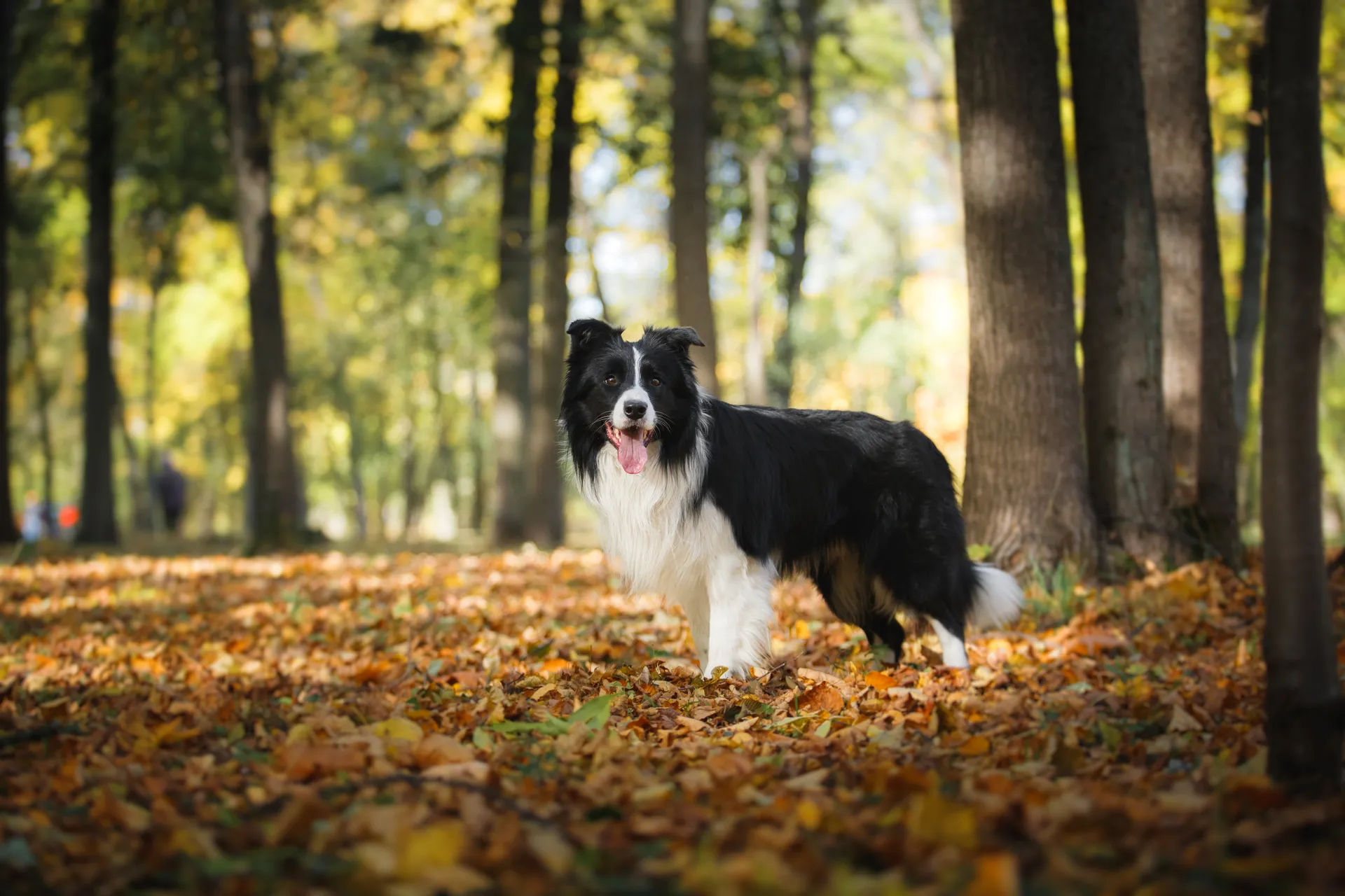 Breed image 1