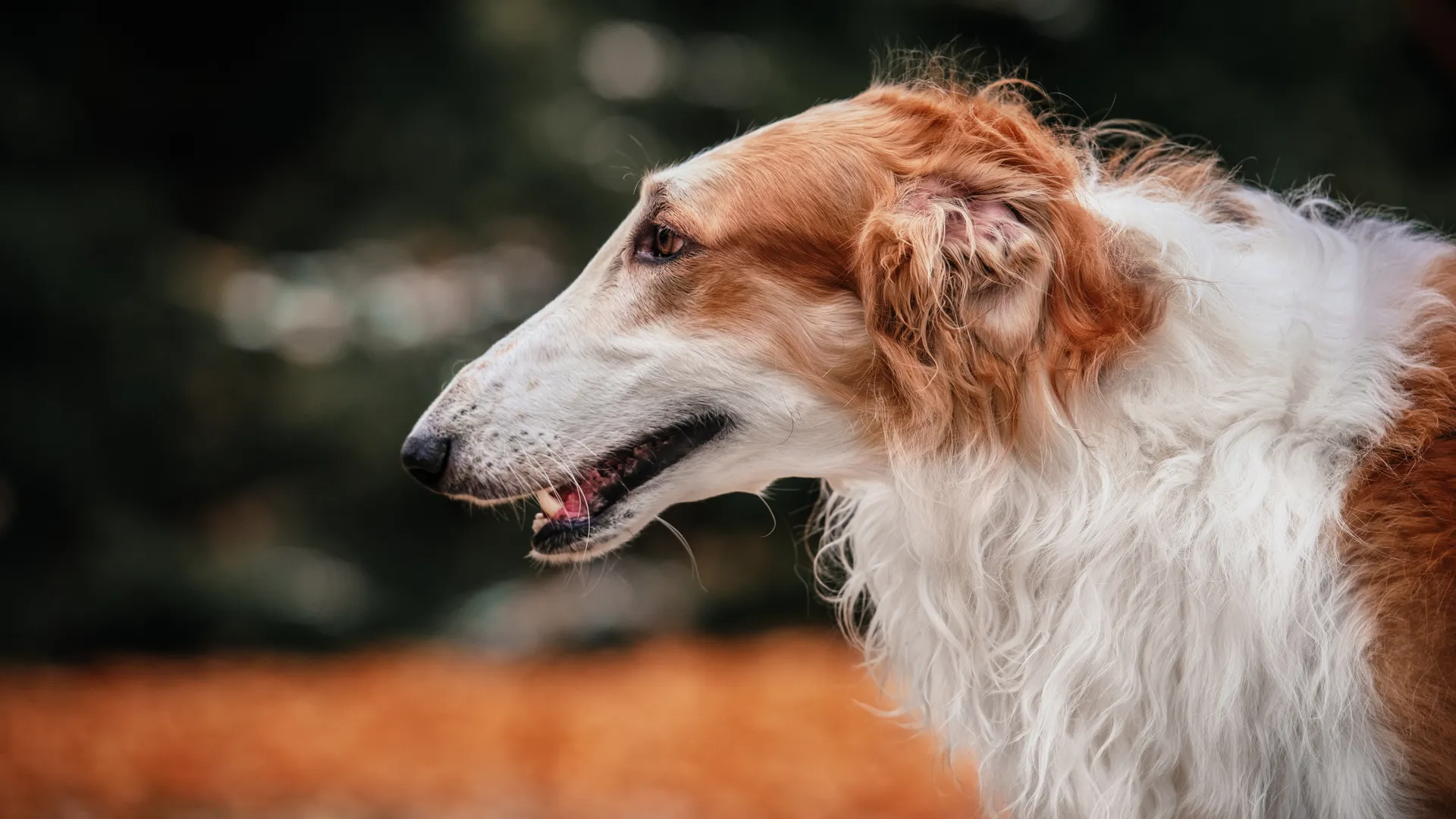 Breed image 1