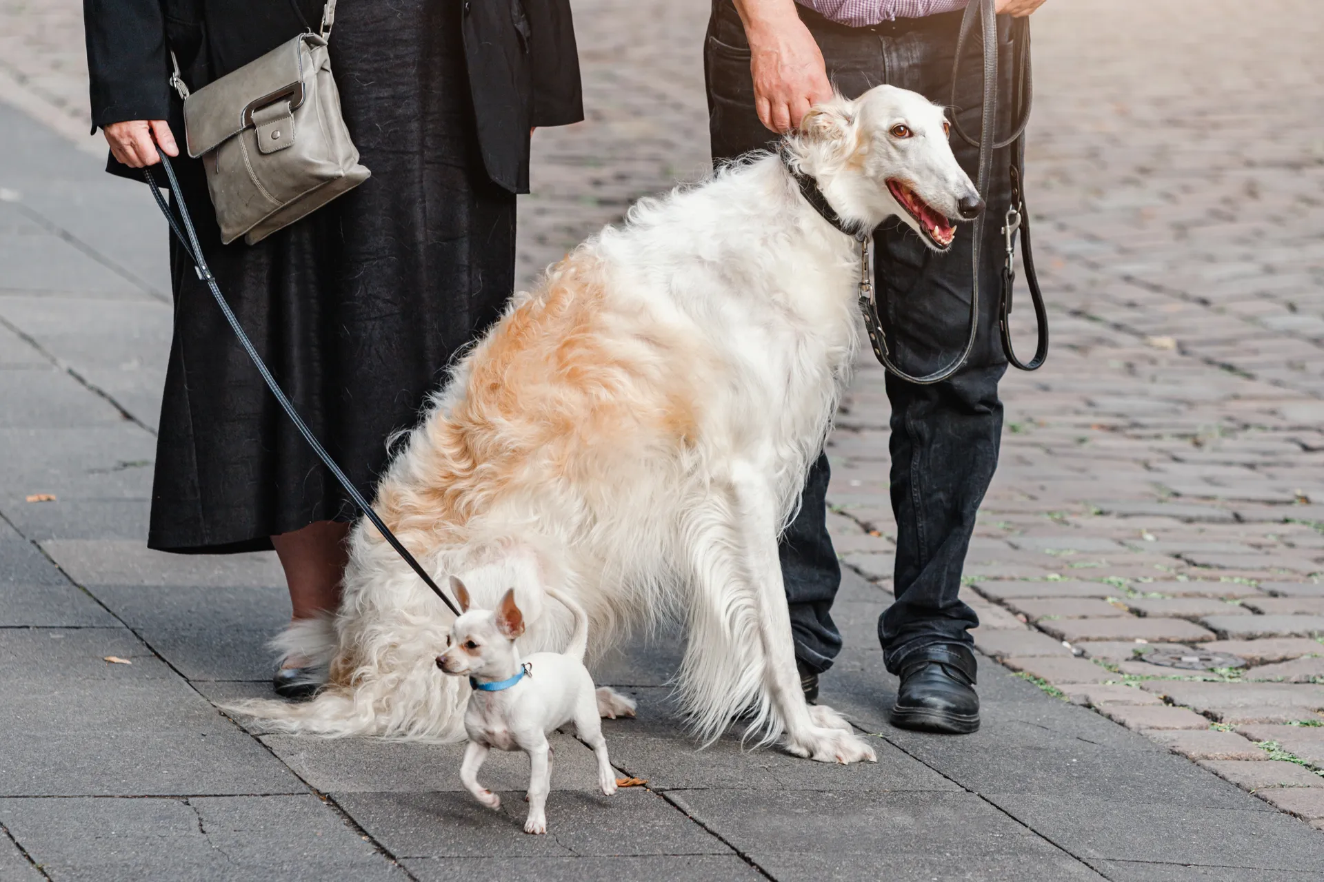 Breed image 2