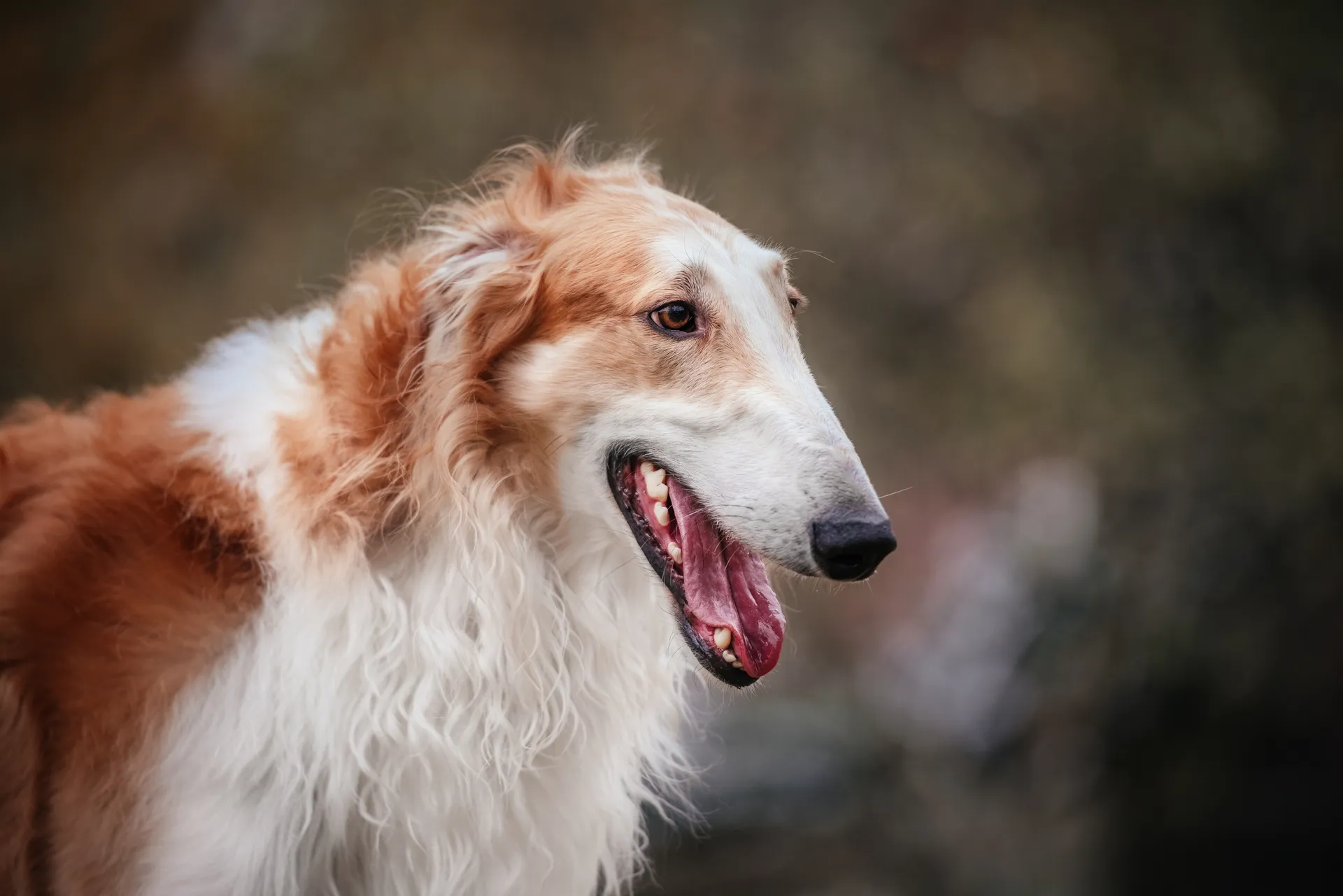 Breed image 3