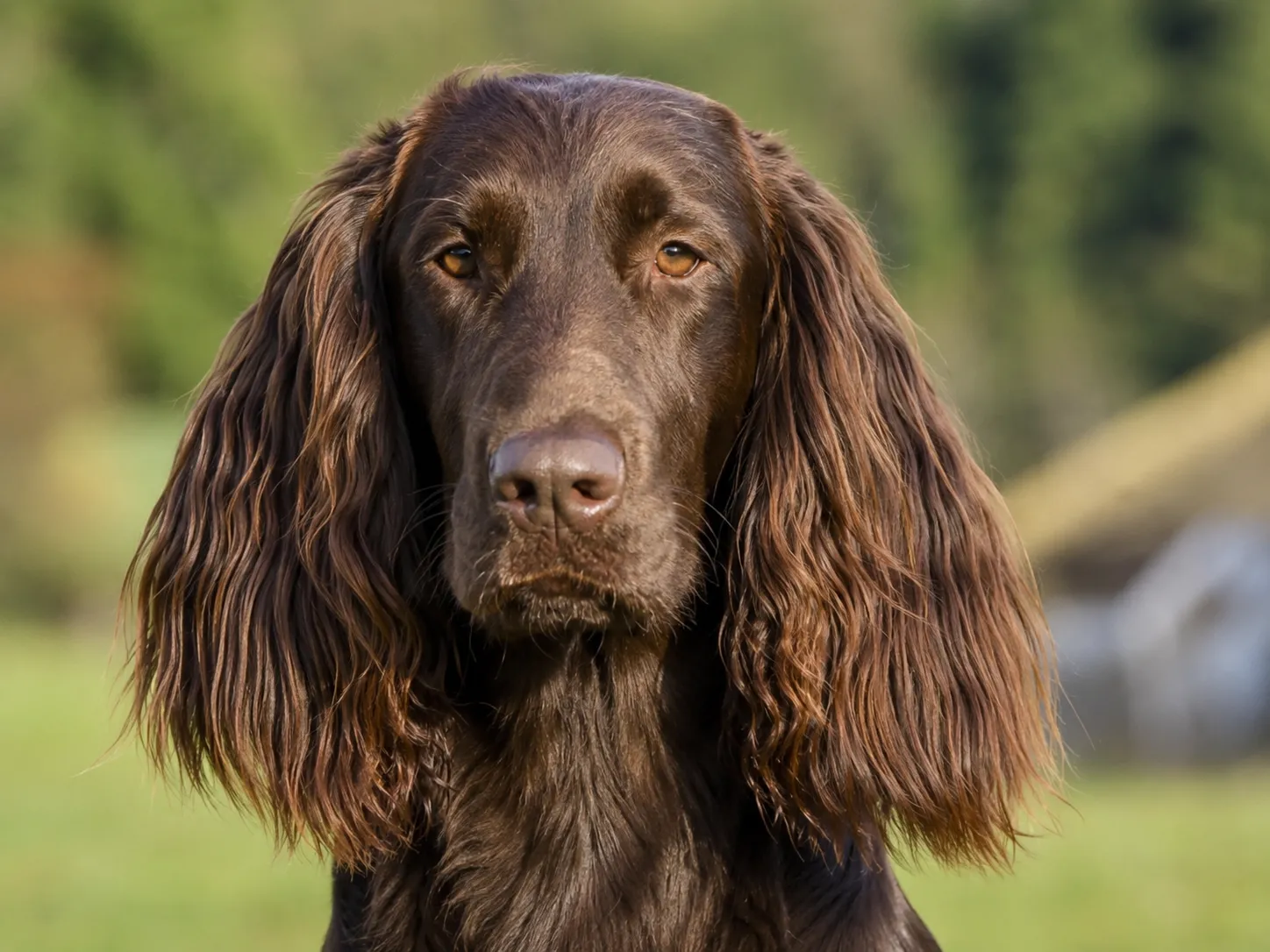 Breed image 5