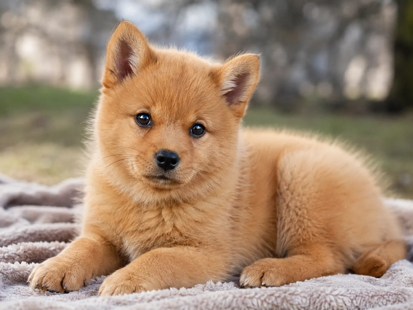 Breed image 5