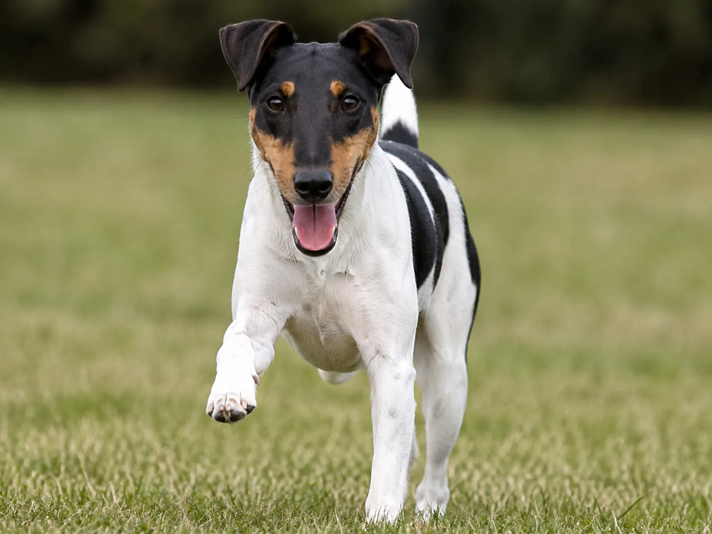 Breed image 2
