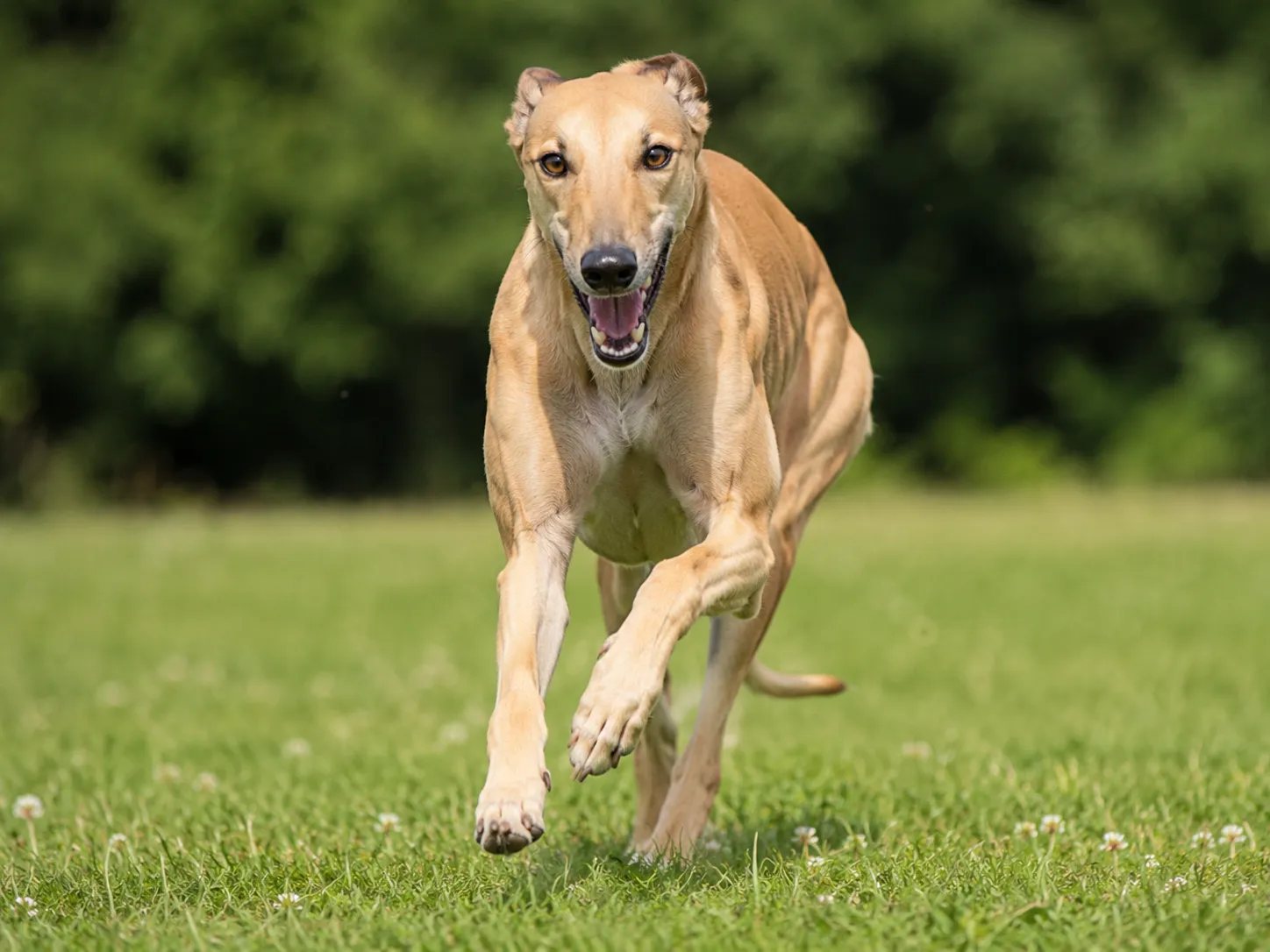 Breed image 1