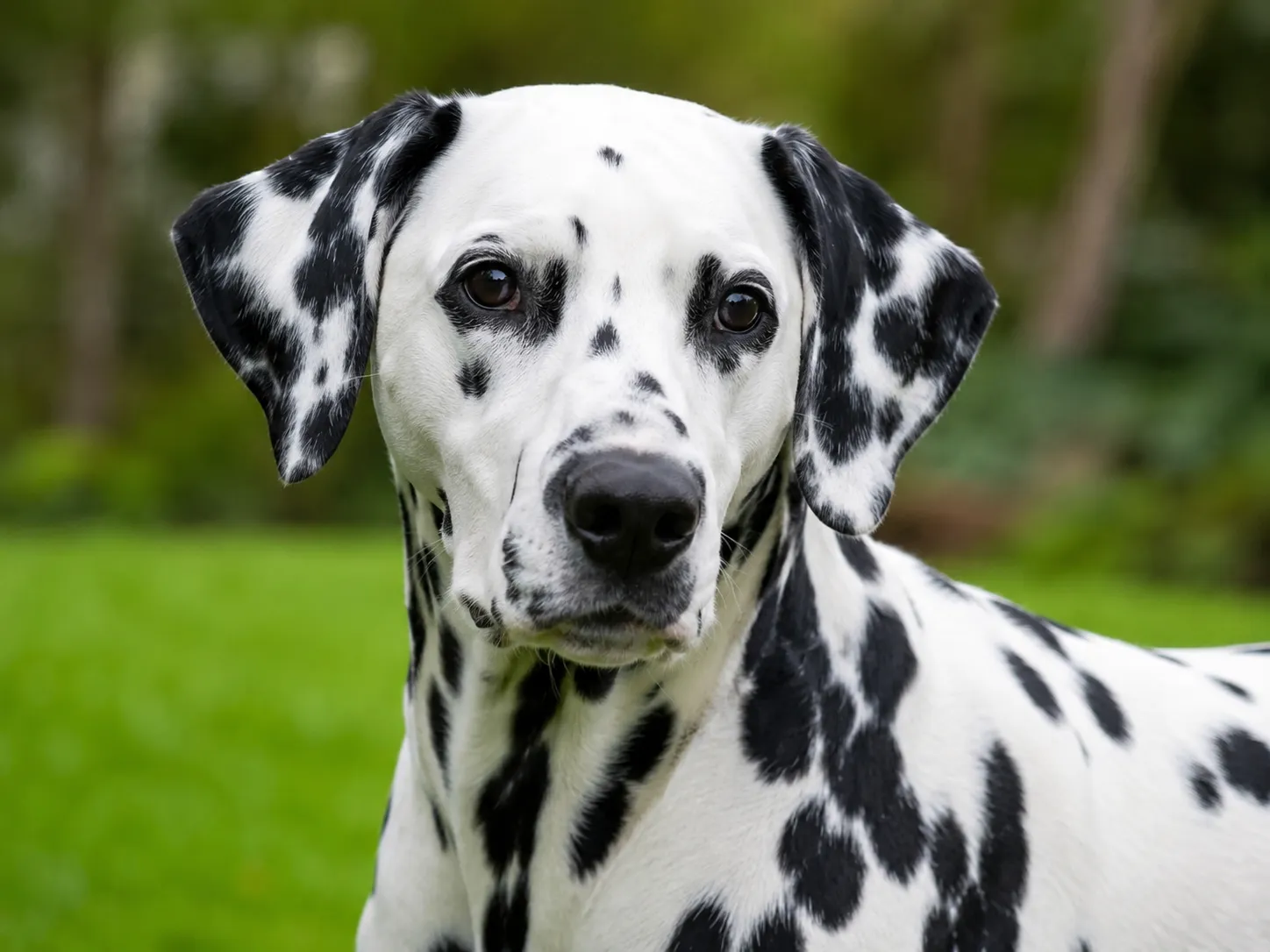 Breed image 3