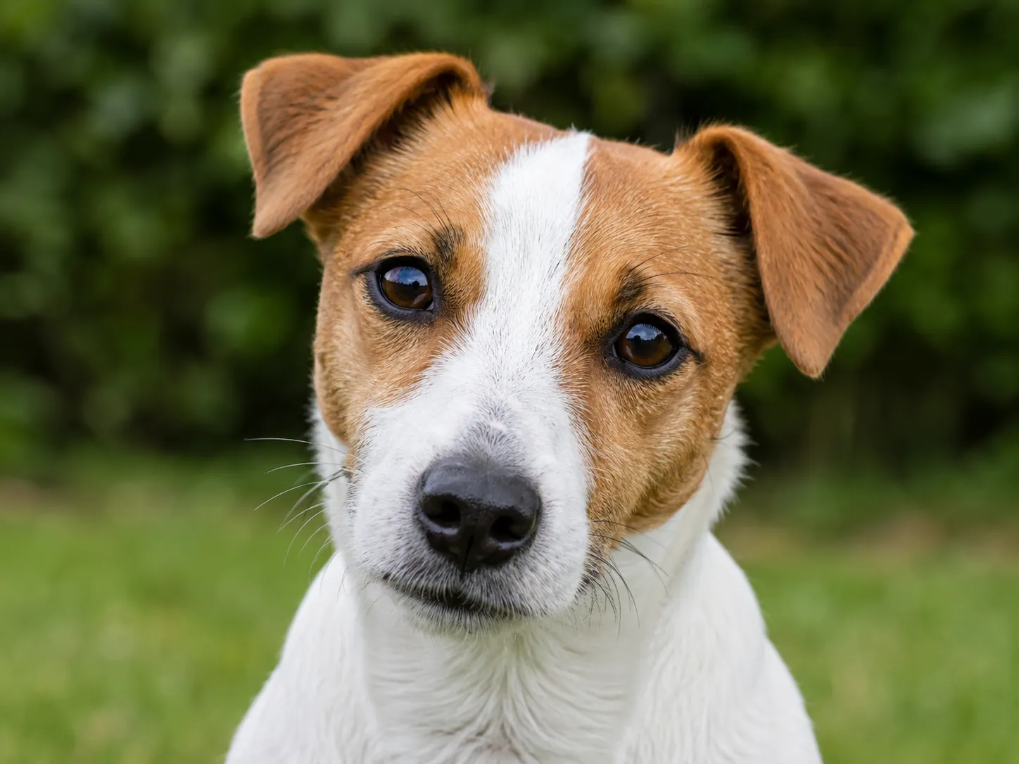 Breed image 3