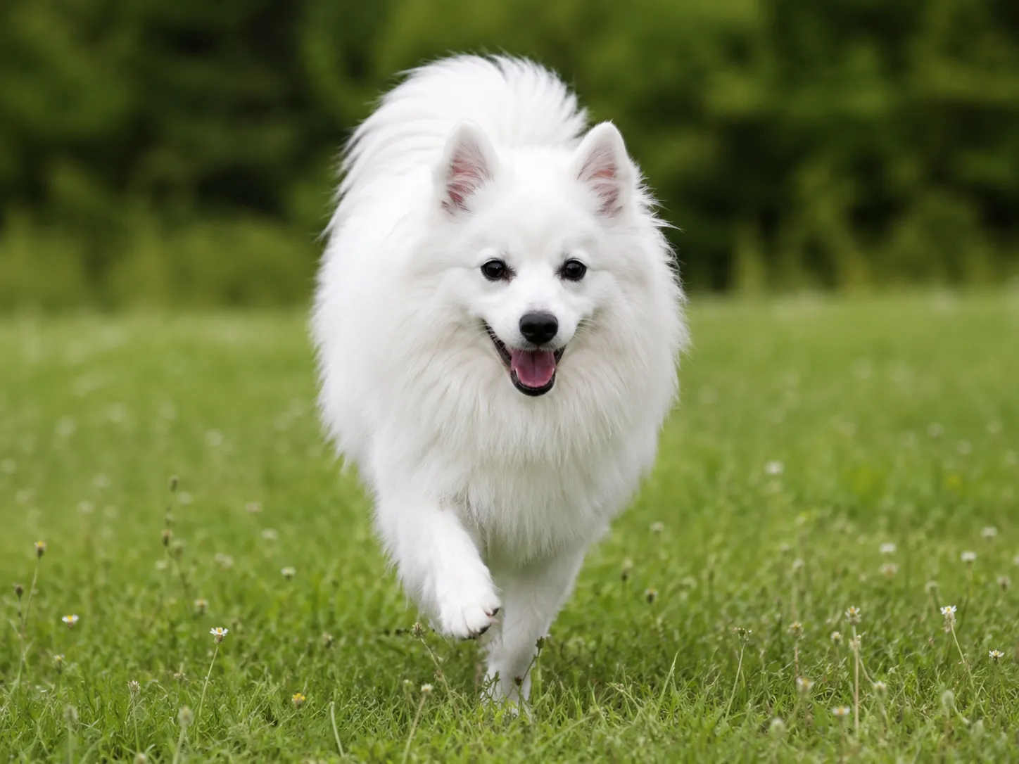 Breed image 1