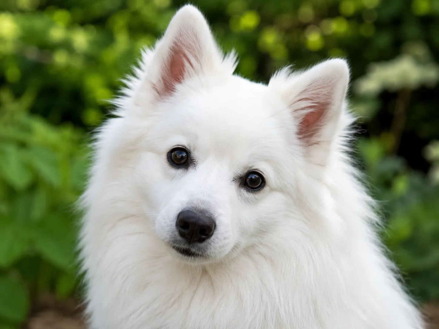 Breed image 3