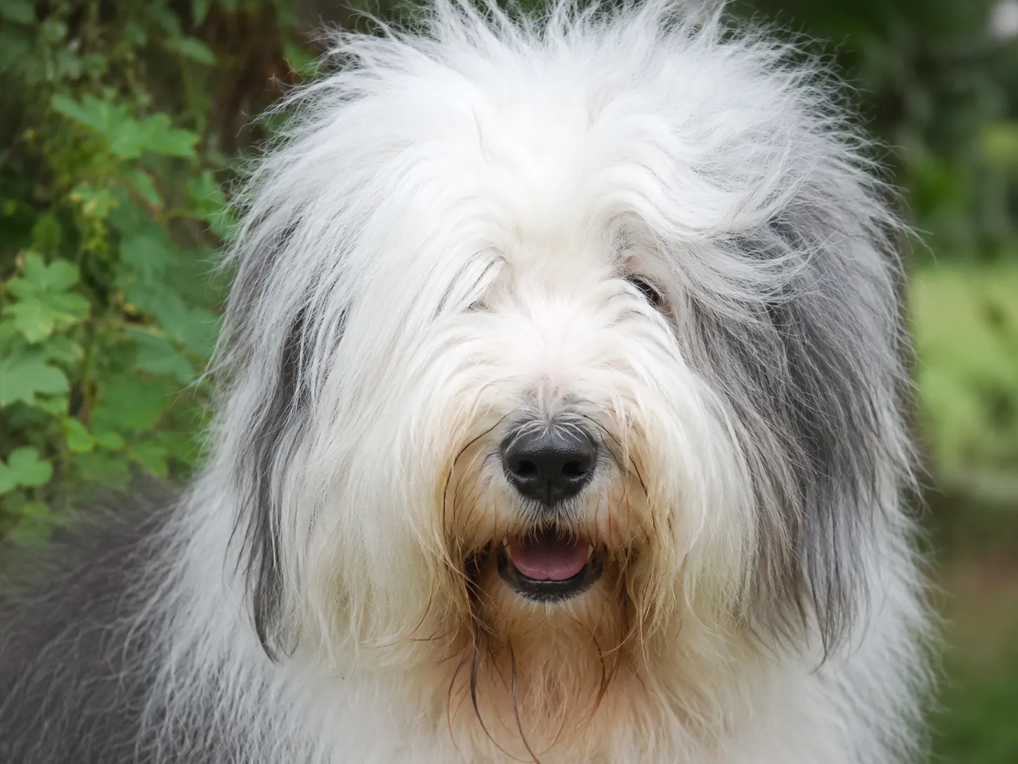 Breed image 3
