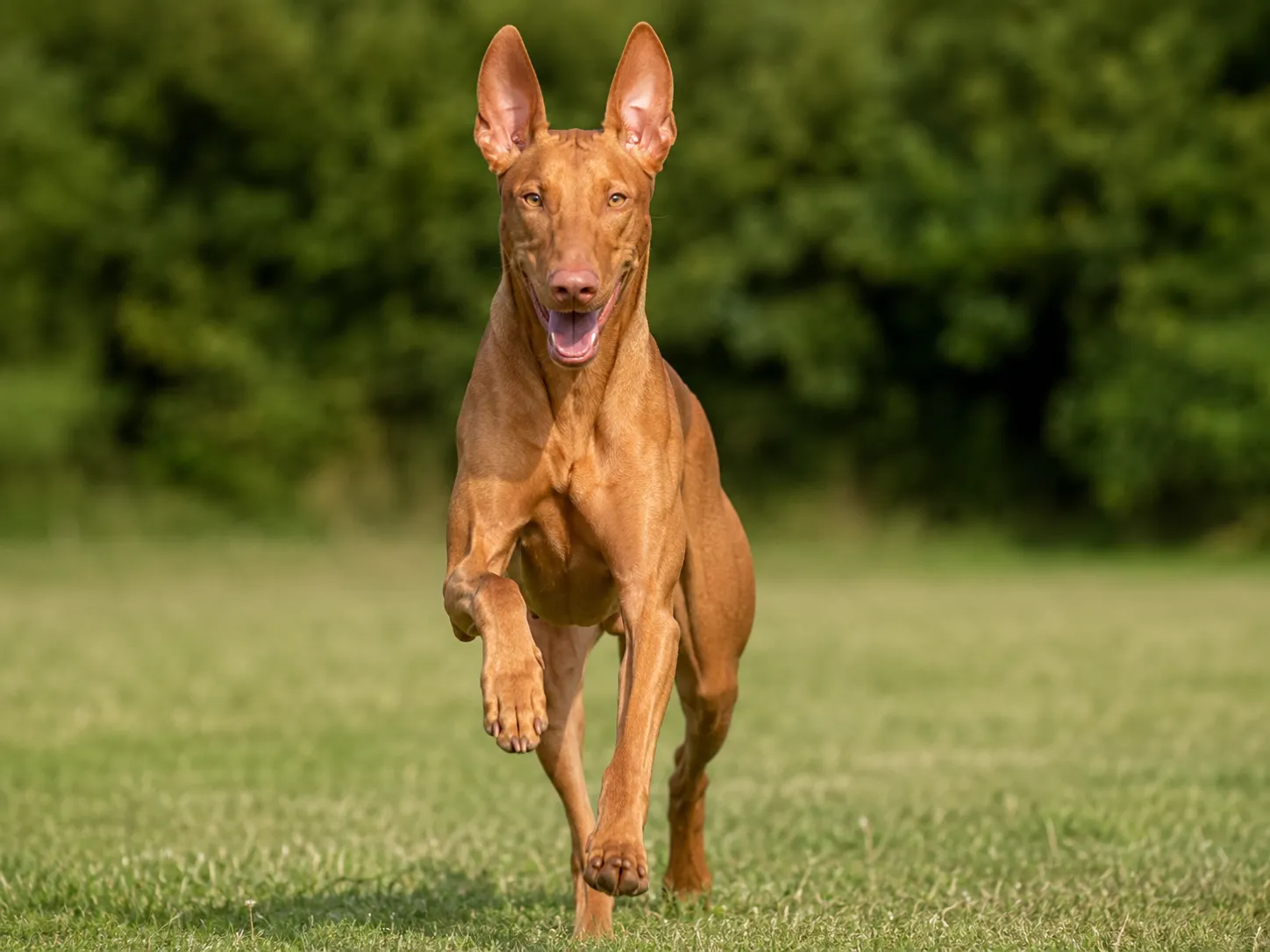 Breed image 1