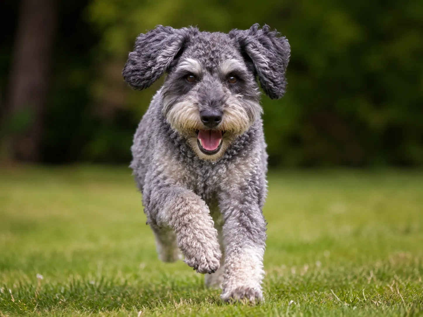 Breed image 1