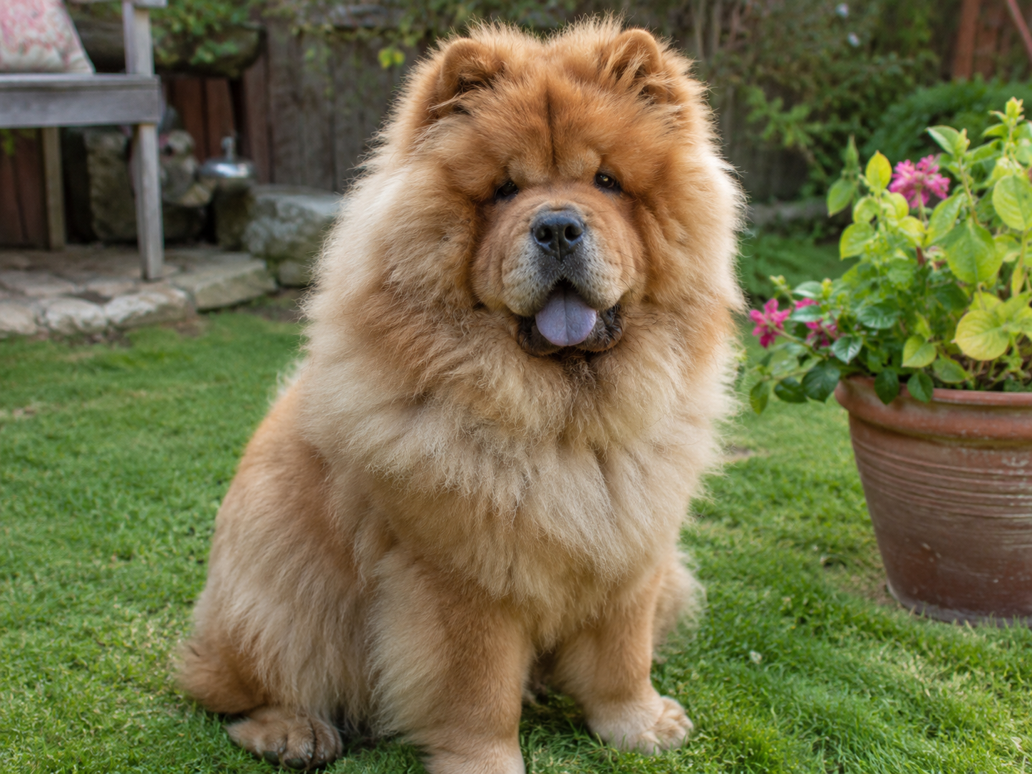 Breed image 1