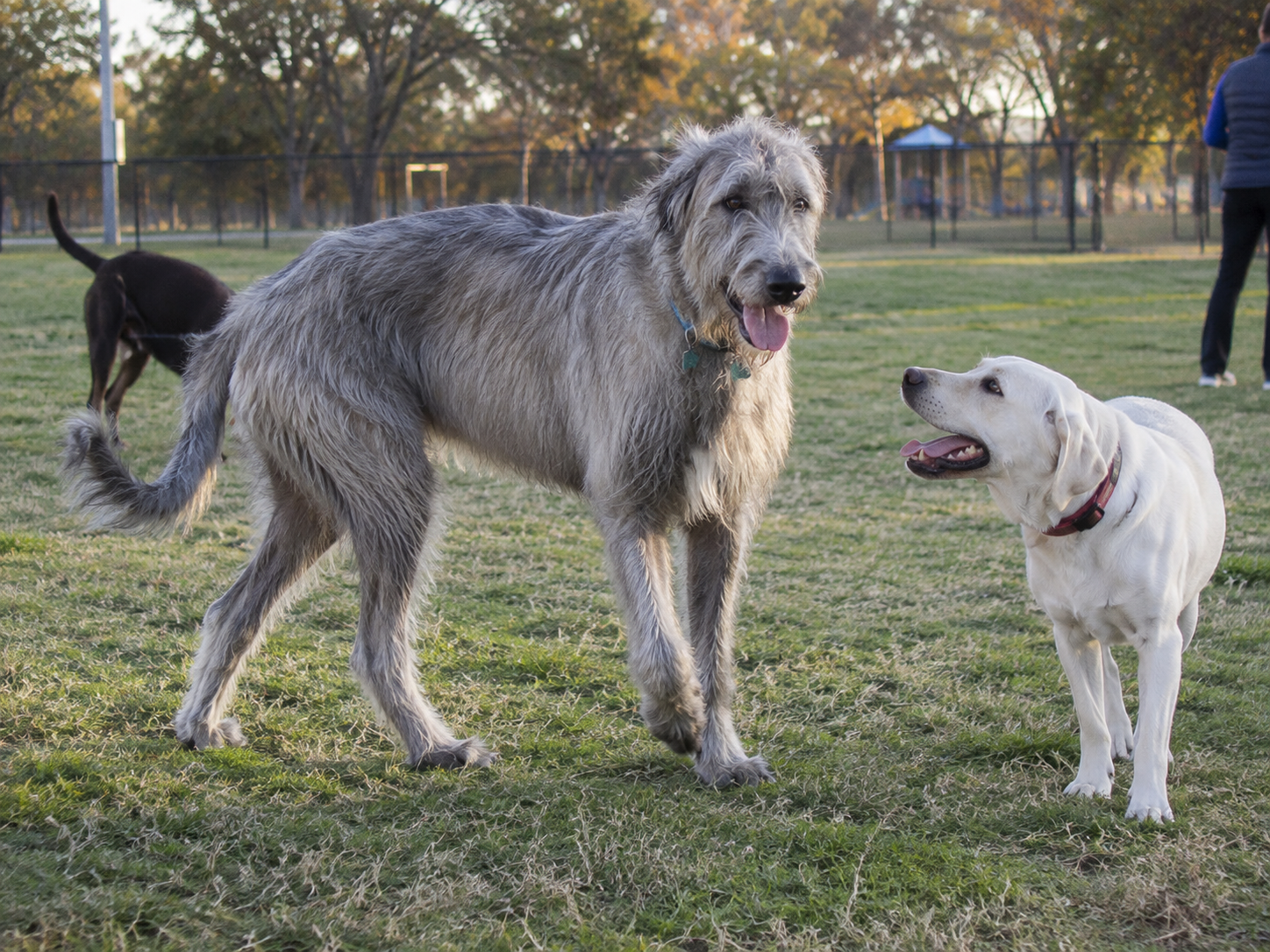 Breed image 4