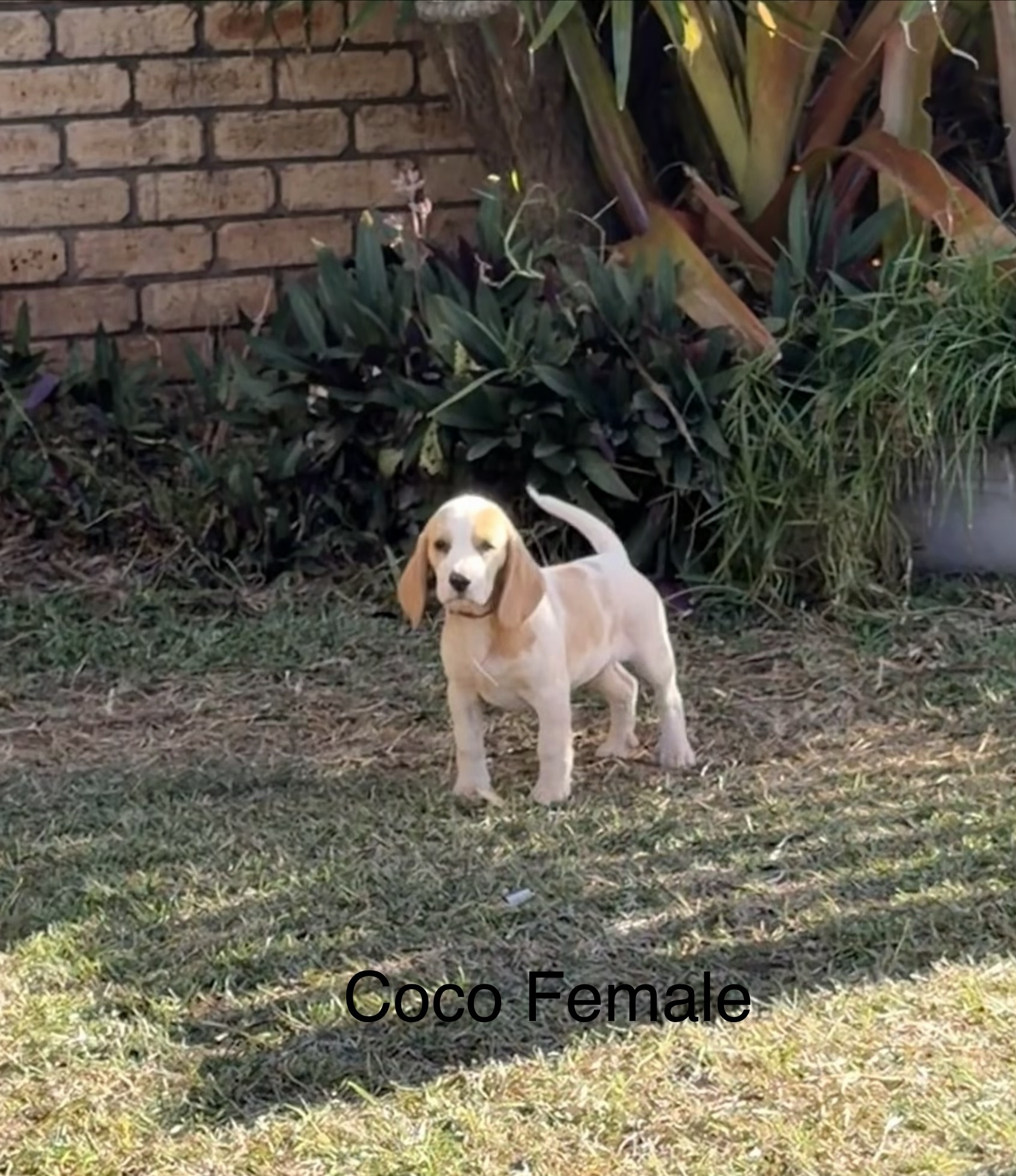 Beagles
