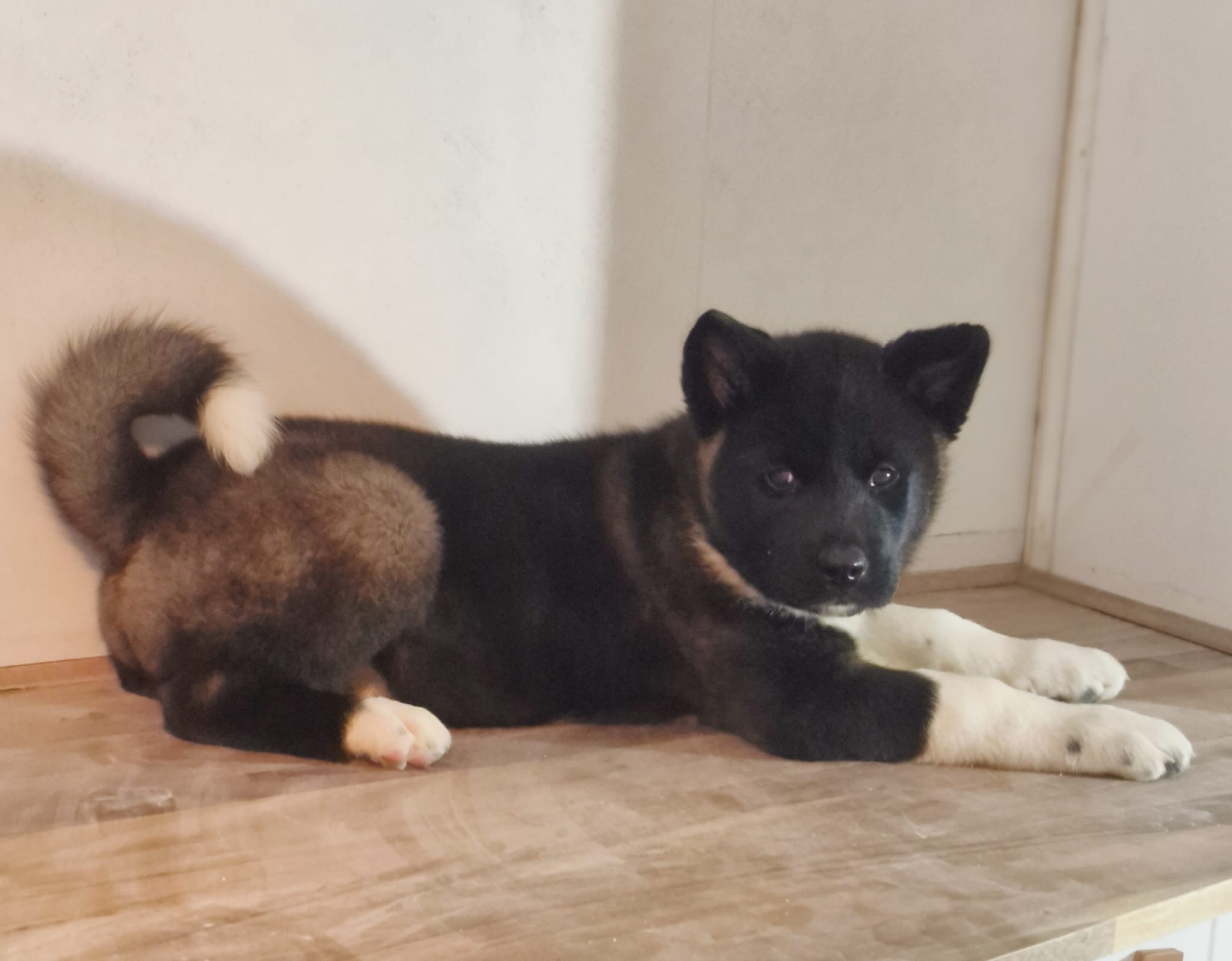 Beautiful purebred American/Japanese Akita puppies ready now! ā photo 2