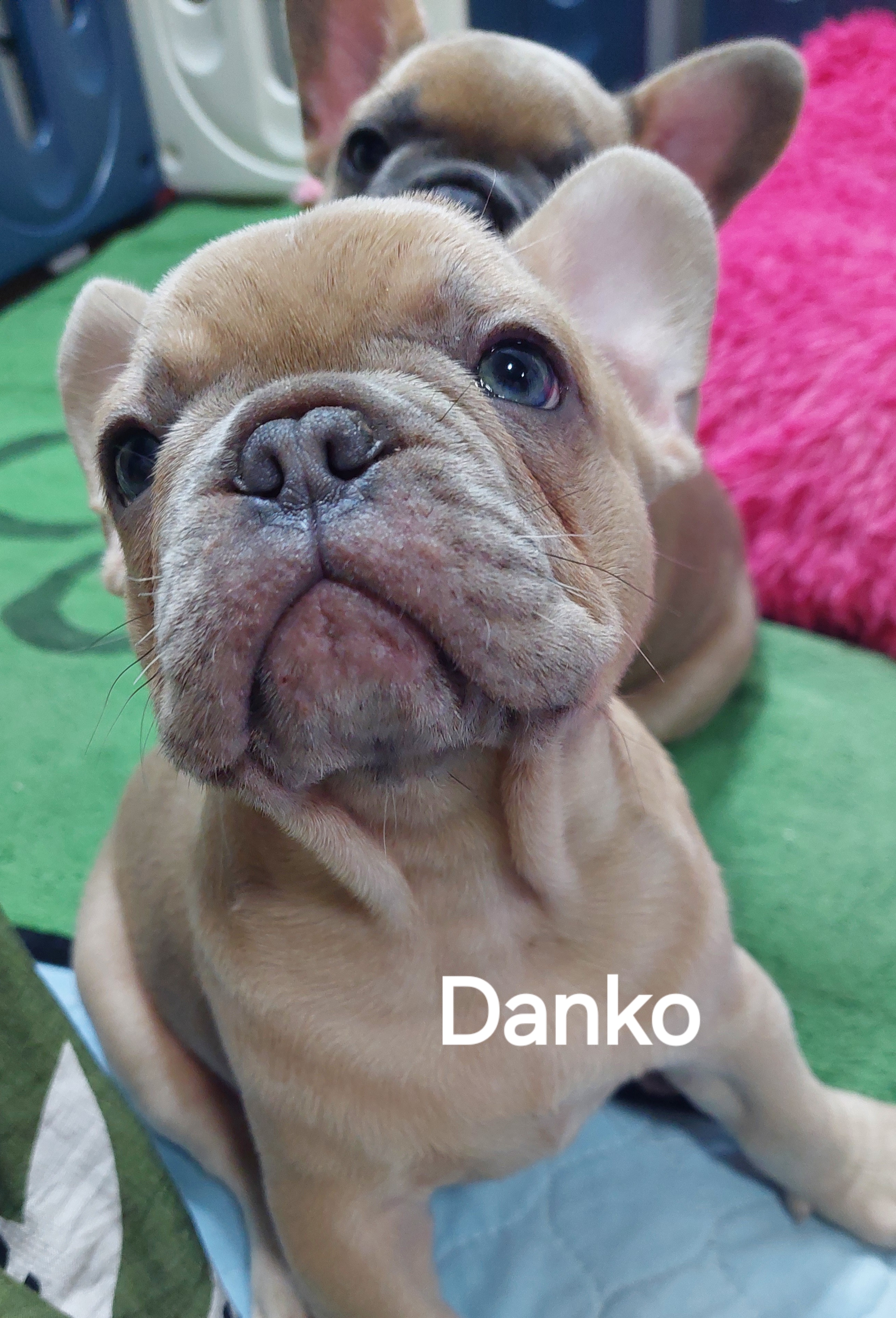🐾 EXCEPTIONAL FRENCH BULLDOG PUPPIES AVAILABLE 🐾 — photo 6