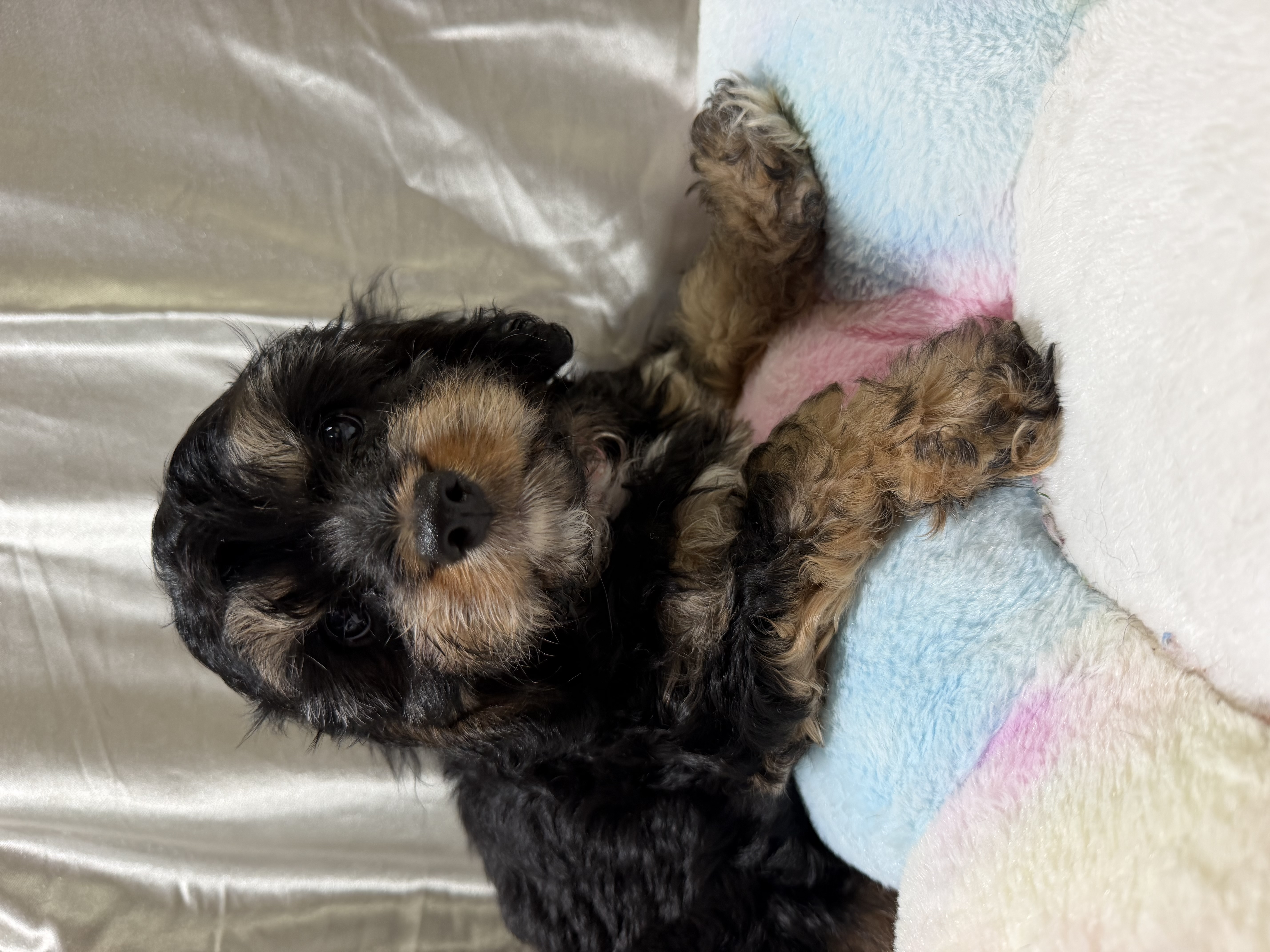 MINI CAVOODLE PUPPIES — photo 5