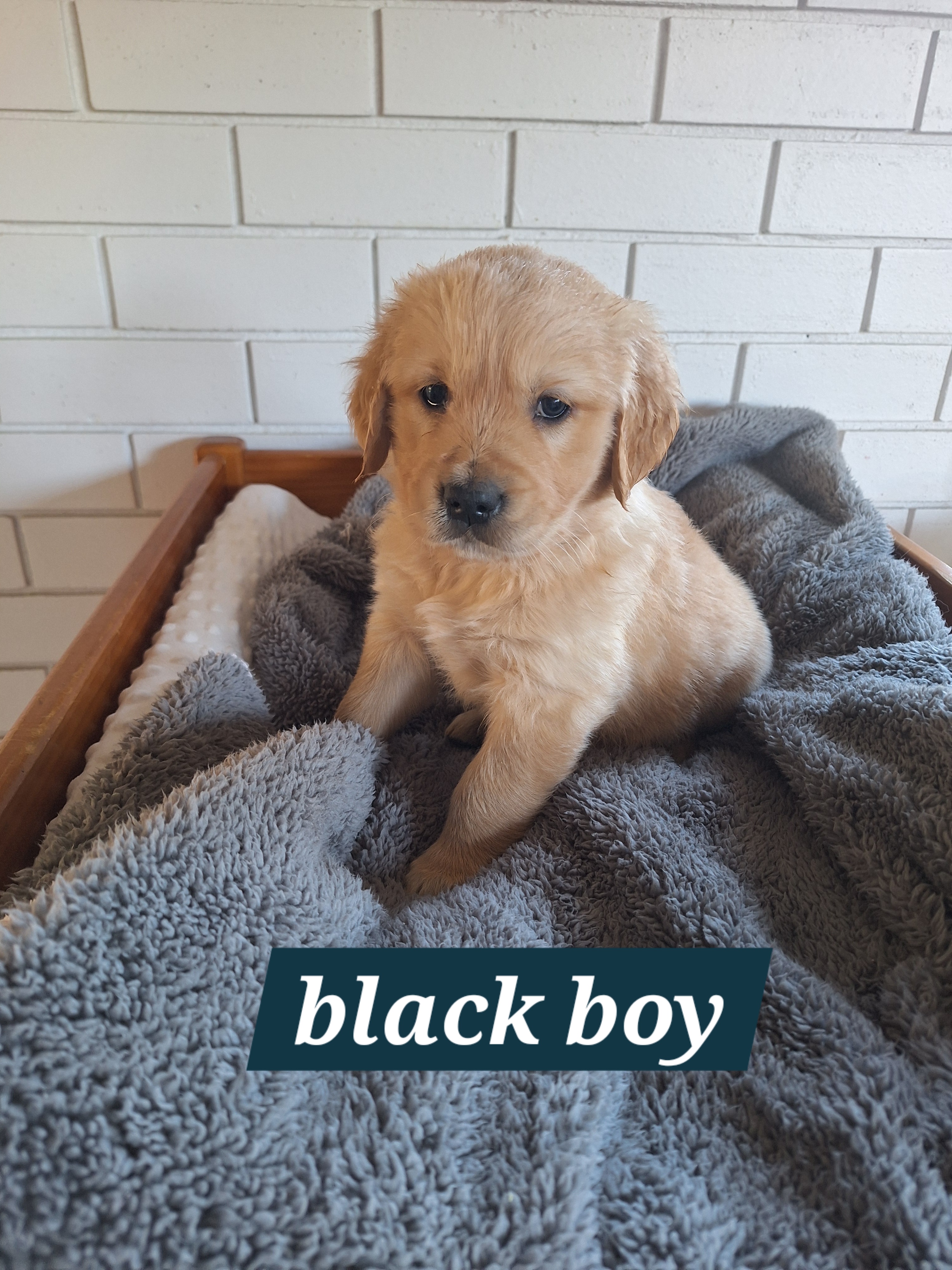 Pure-bred Golden Retriever puppies for sale — photo 3