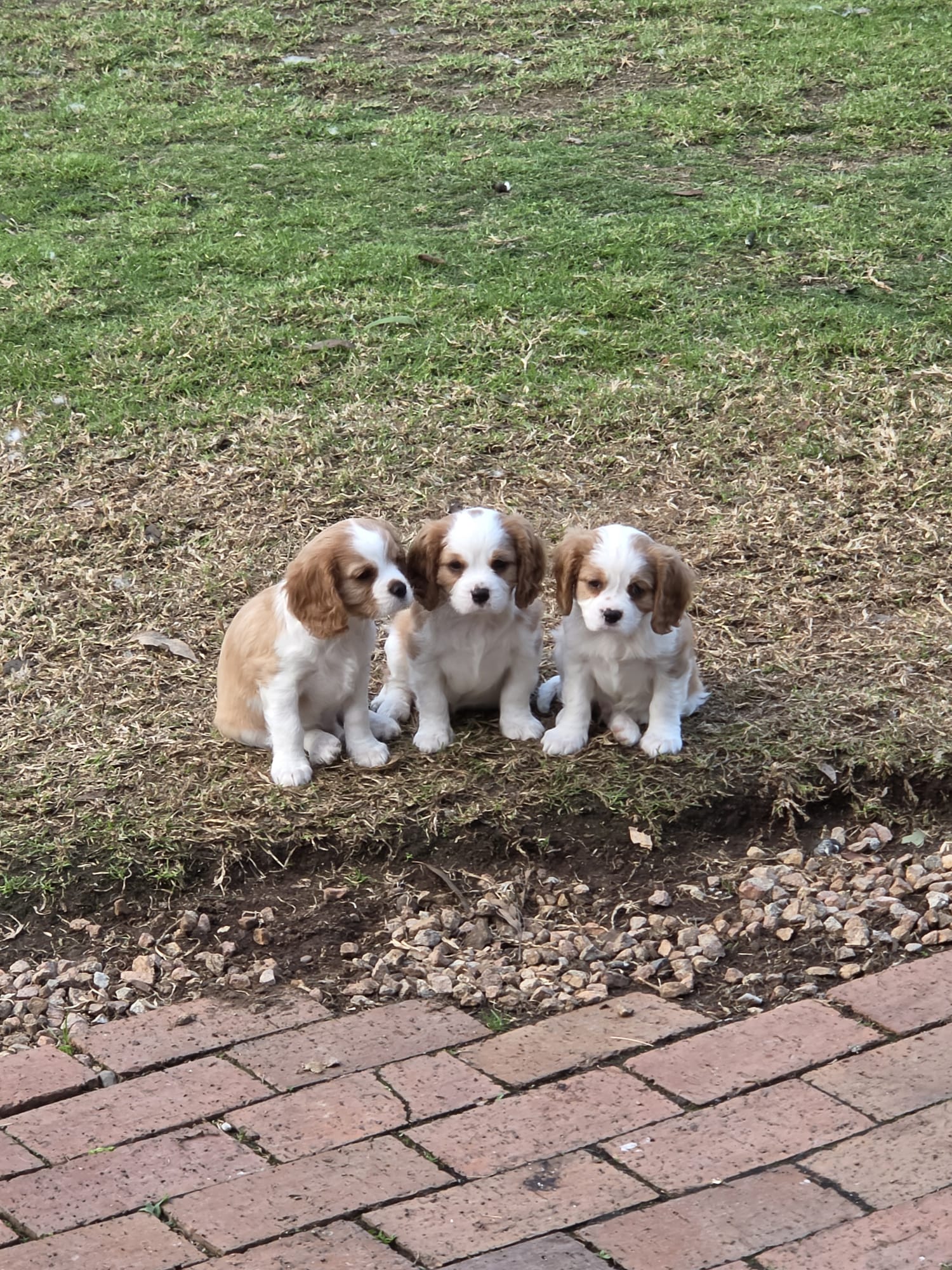 Cavalier King Charles Spaniel — photo 2