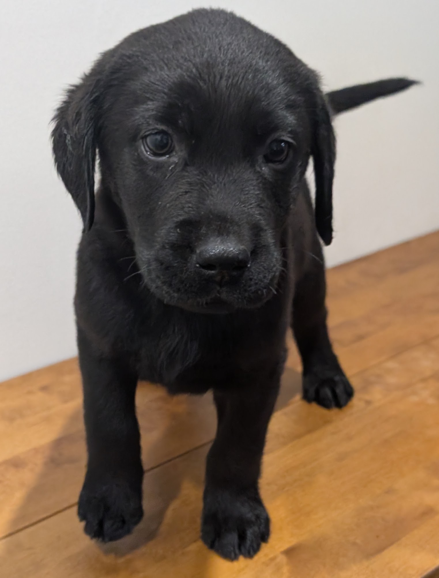 Labrador Retriever Puppies – Black and Yellow Available! — photo 6