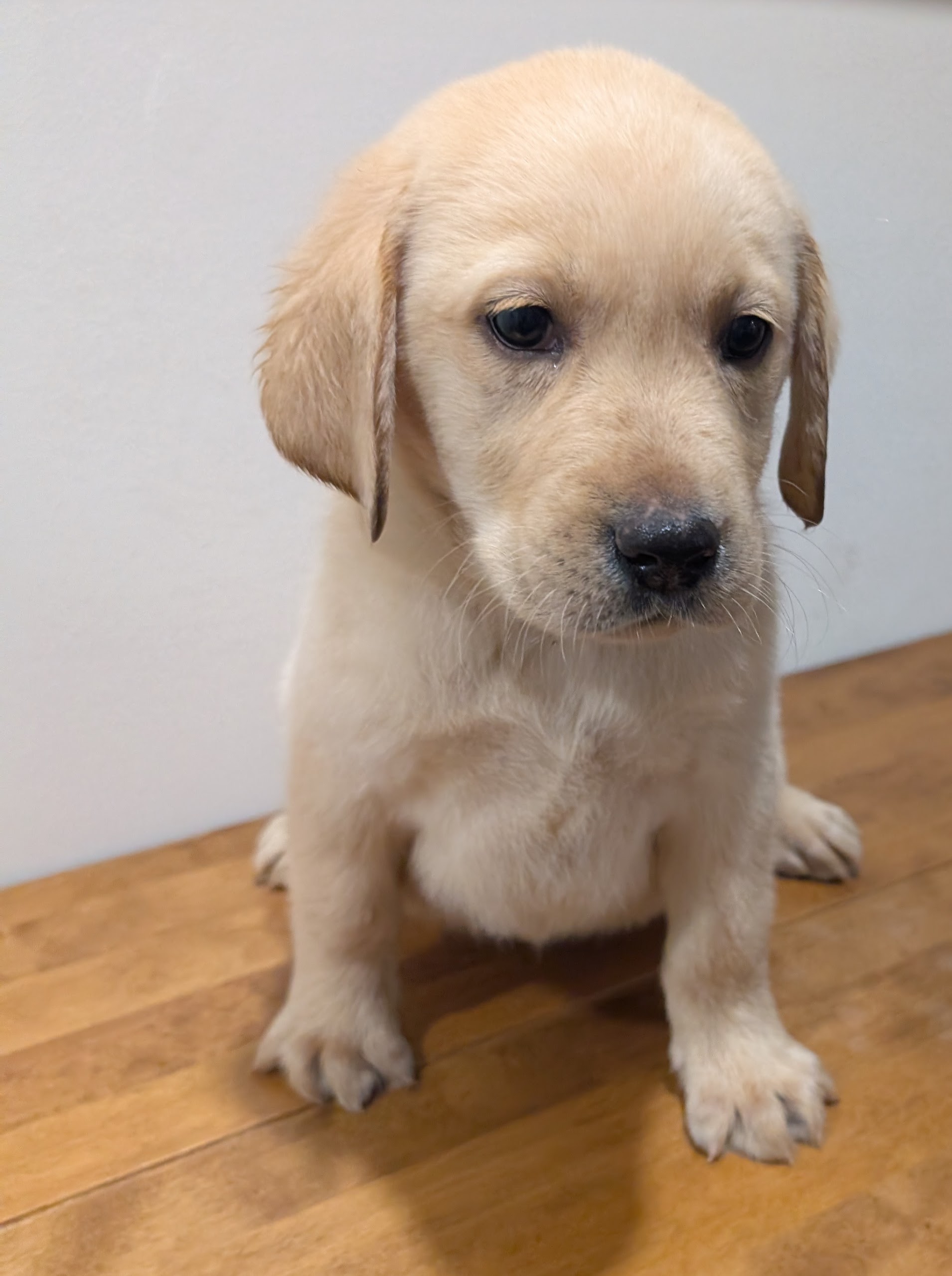 Labrador Retriever Puppies – Black and Yellow Available! — photo 8