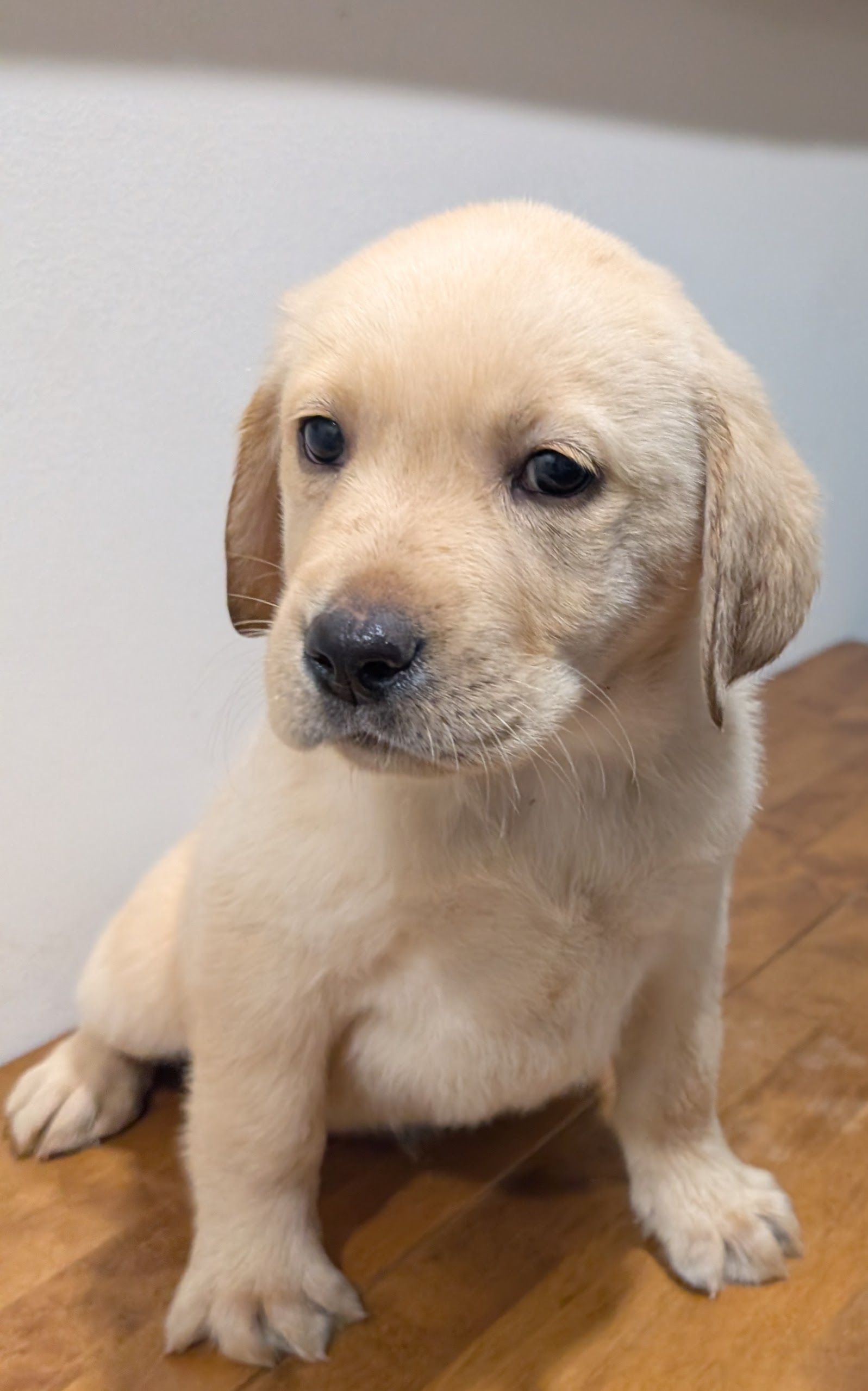Labrador Retriever Puppies – Black and Yellow Available! — photo 4